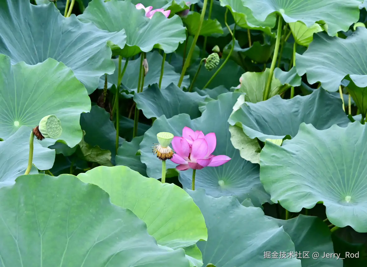 Jerry_Rod于2025-07-21 10:37发布的图片