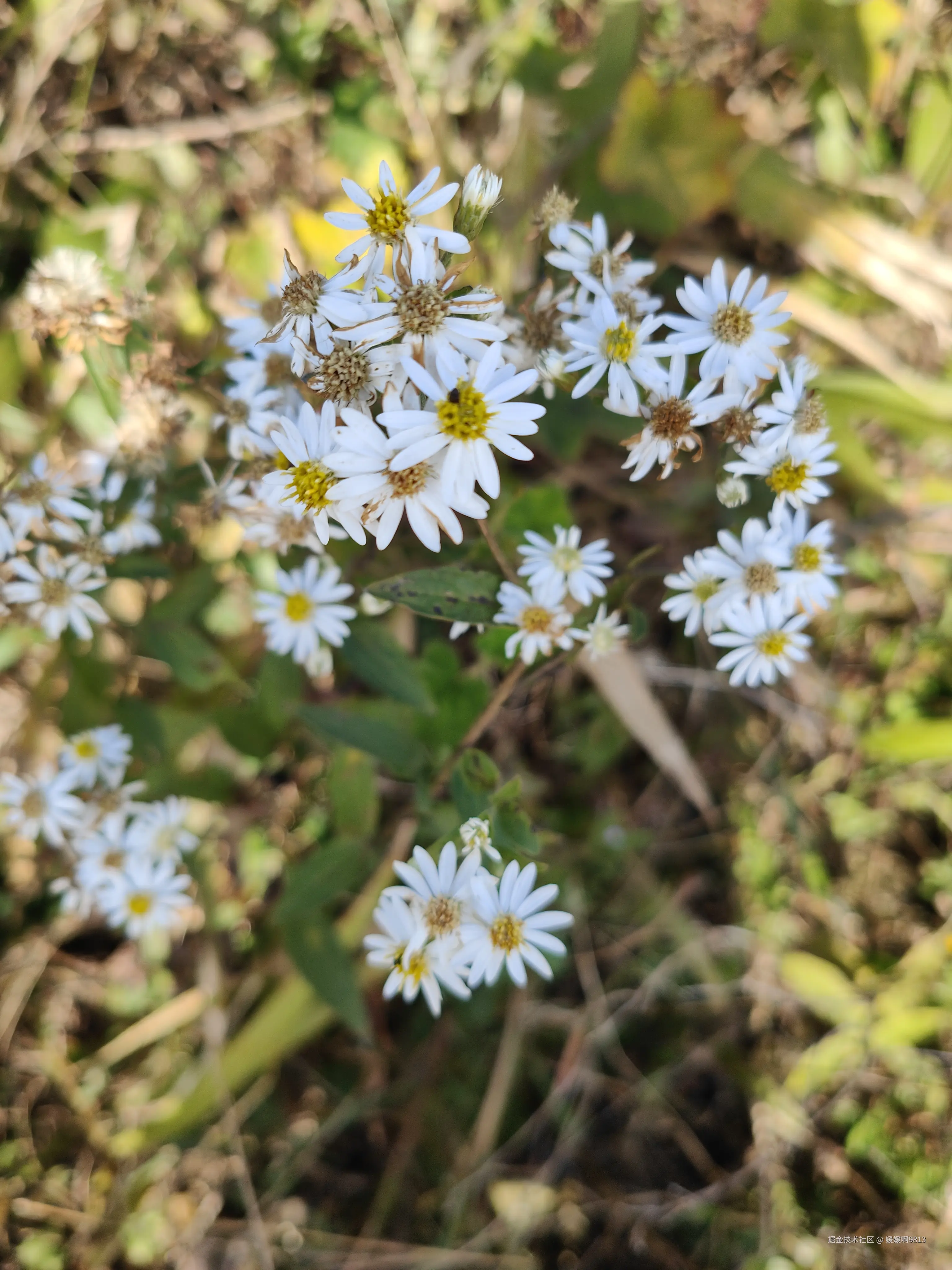 媛媛啊9813于2025-11-18 07:15发布的图片