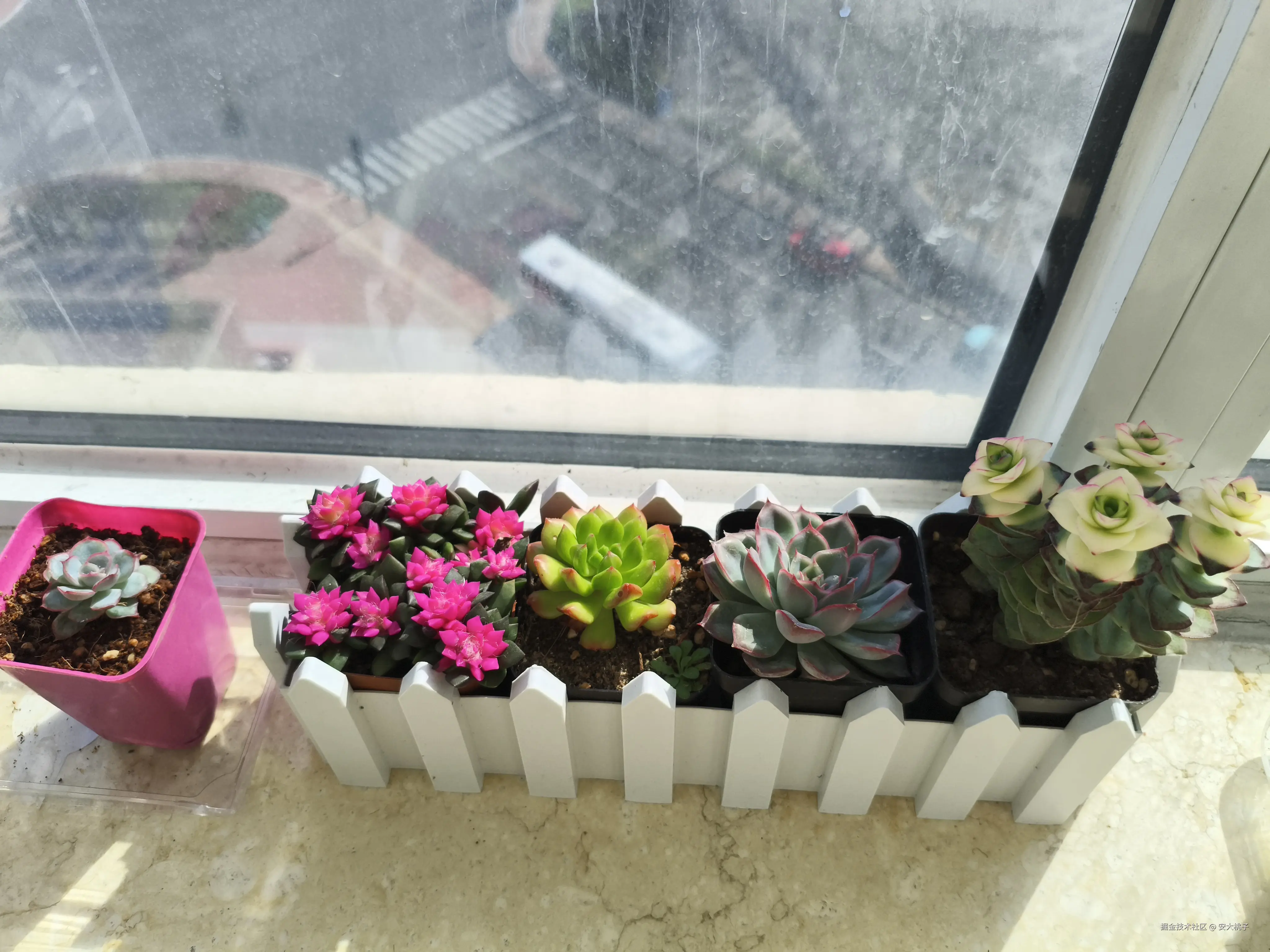 安大桃子于2025-03-30 09:27发布的图片