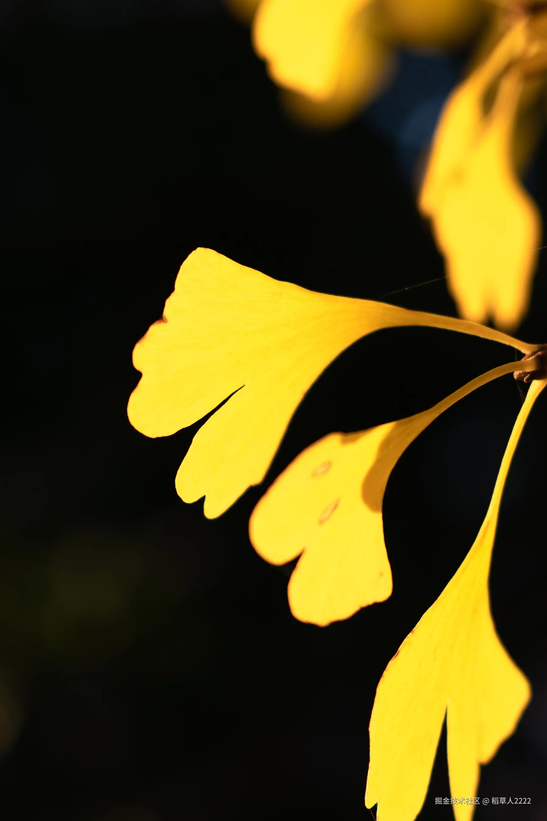 稻草人2222于2025-12-01 02:30发布的图片