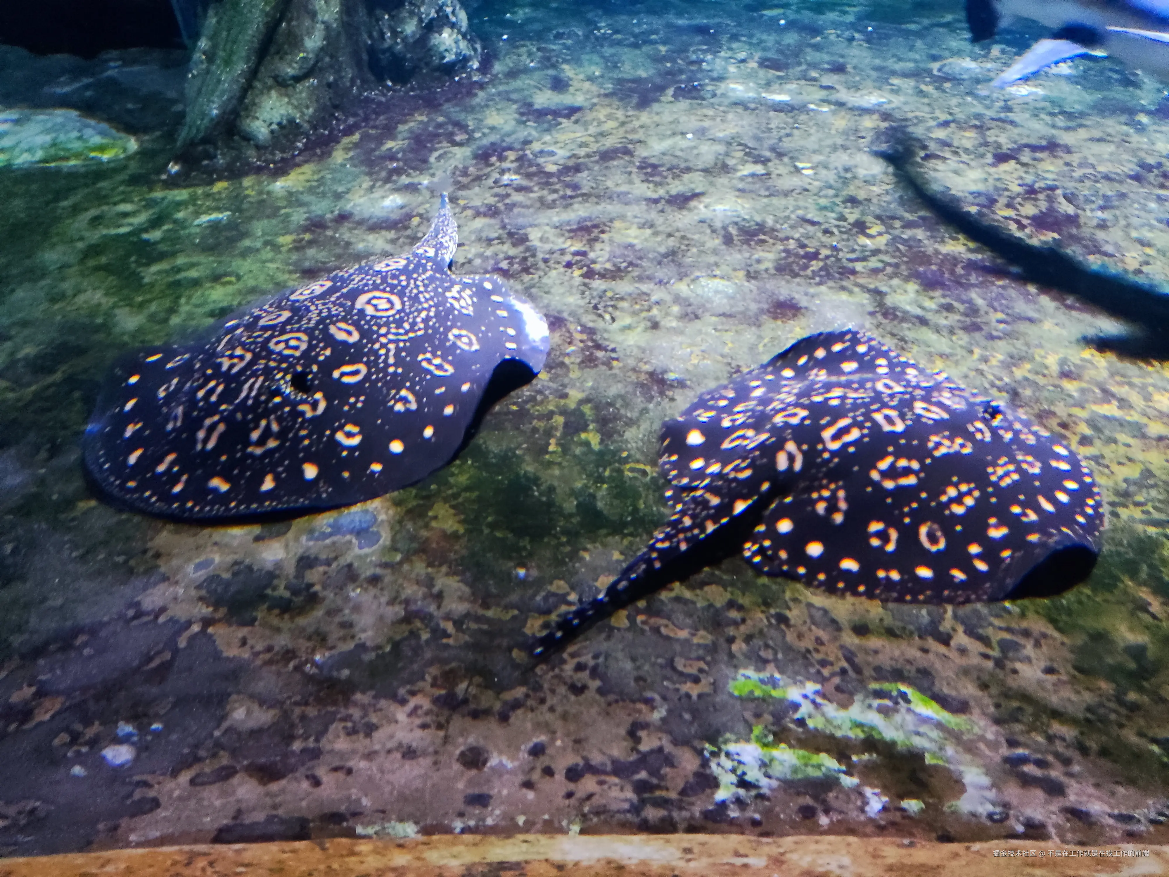 不是在工作就是在找工作的前端于2024-08-12 09:53发布的图片