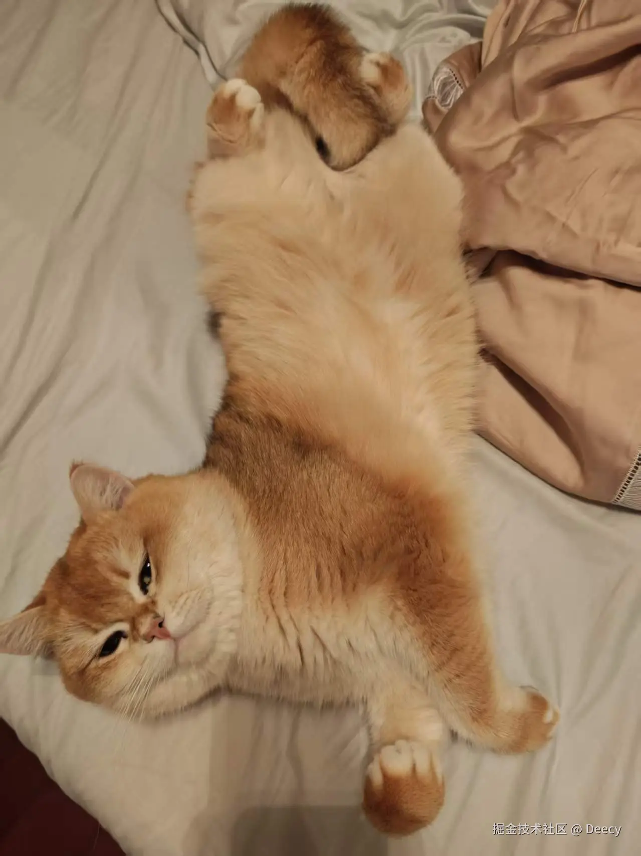 Deecy于2026-04-10 14:14发布的图片