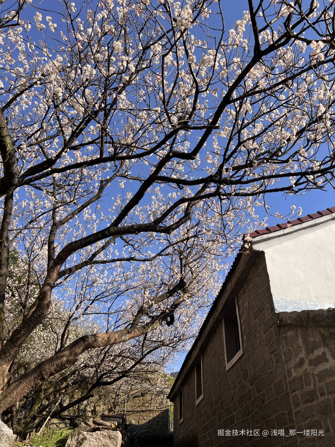 浅唱_那一缕阳光于2026-04-01 10:01发布的图片