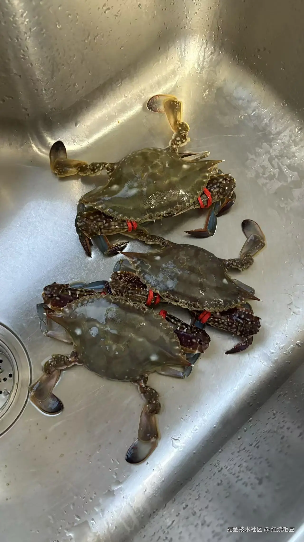 红烧毛豆于2025-08-08 09:30发布的图片