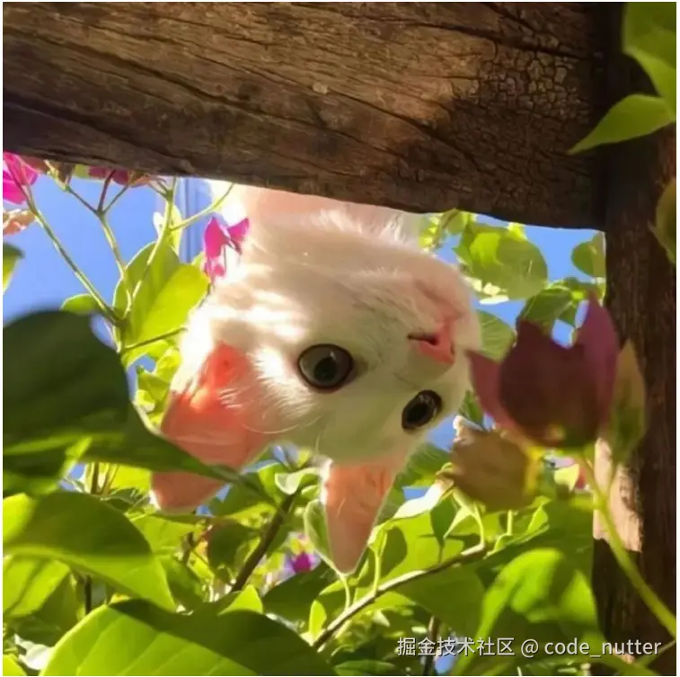 code_nutter于2024-09-27 16:04发布的图片