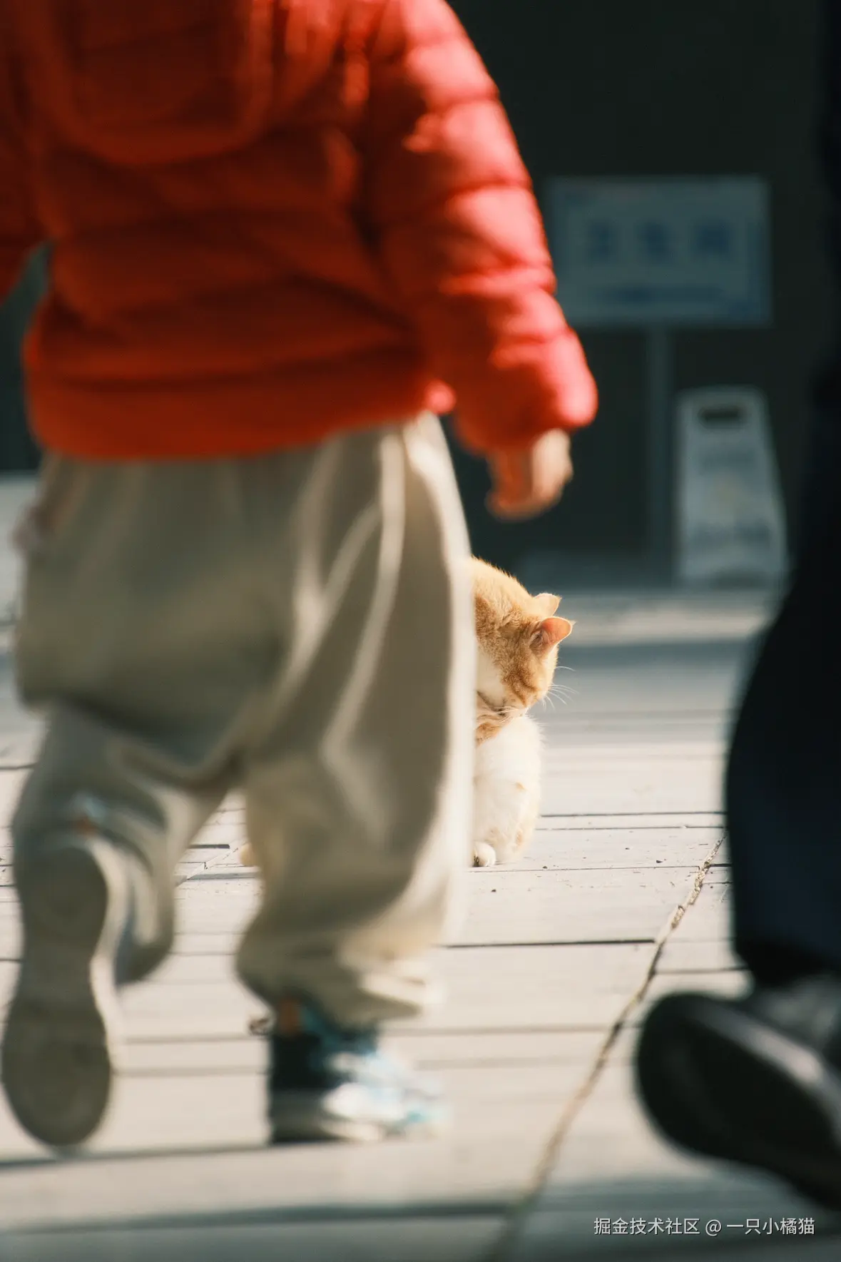 一只小橘猫于2025-11-03 15:15发布的图片