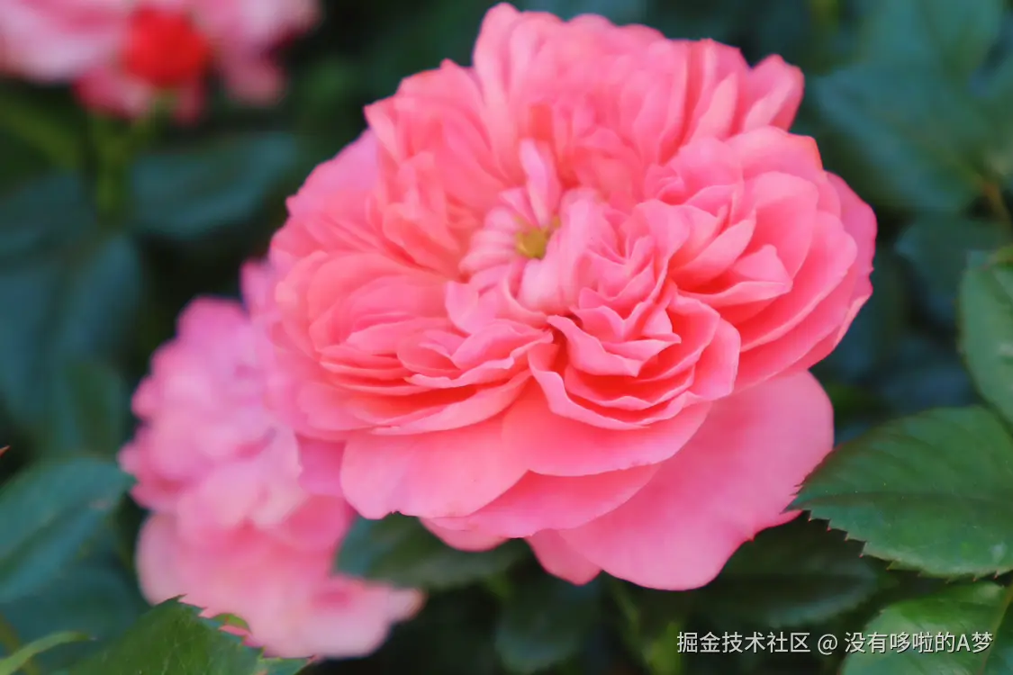 没有哆啦的A梦于2025-03-26 13:42发布的图片