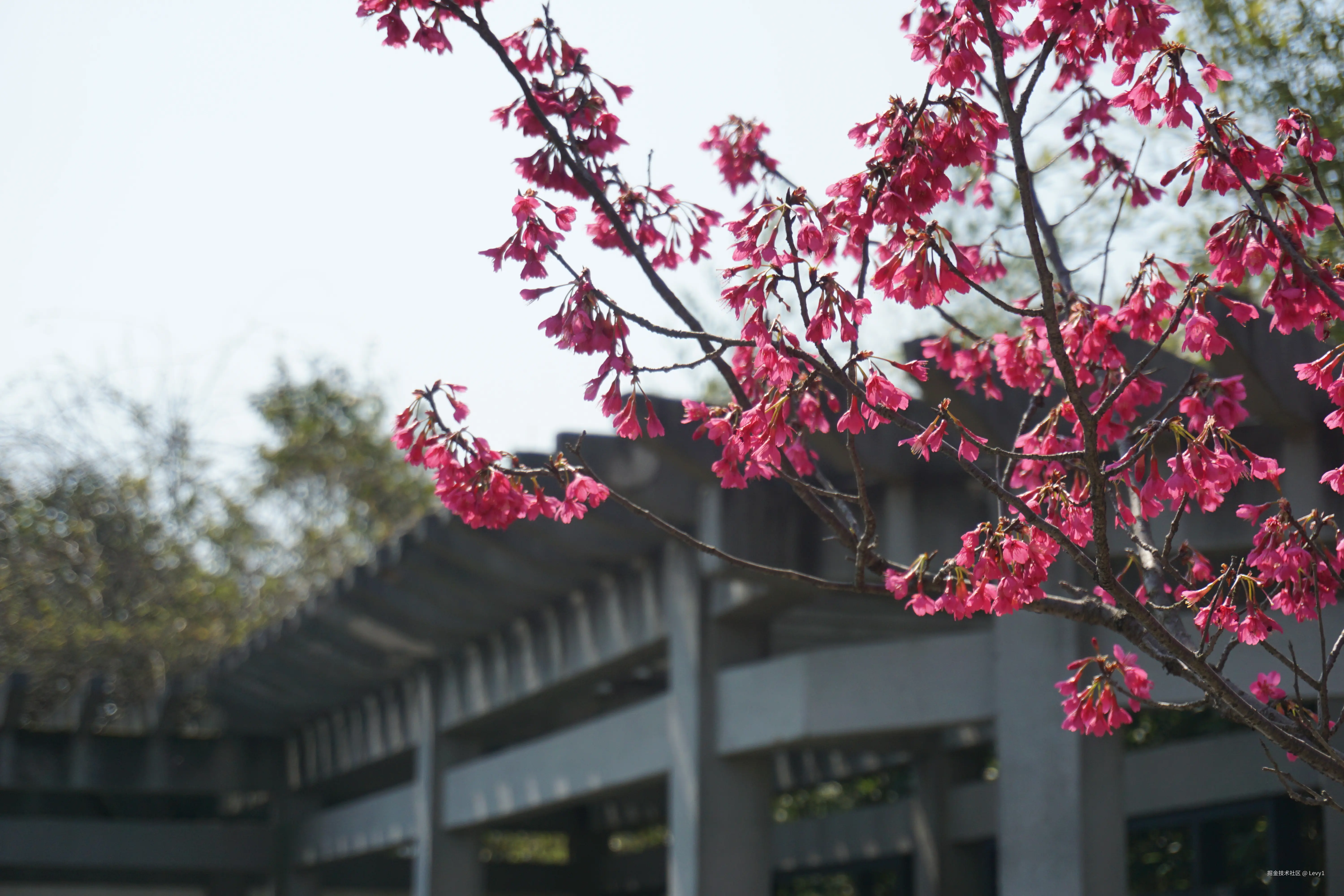 Levy1于2025-03-03 09:21发布的图片