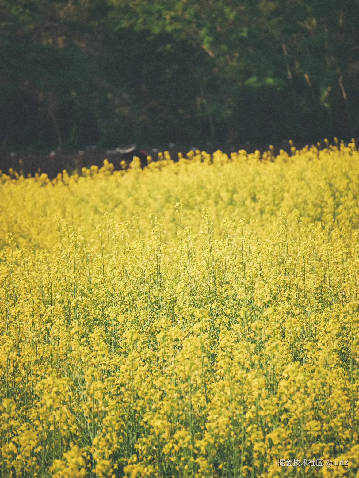 udz于2025-01-20 14:43发布的图片