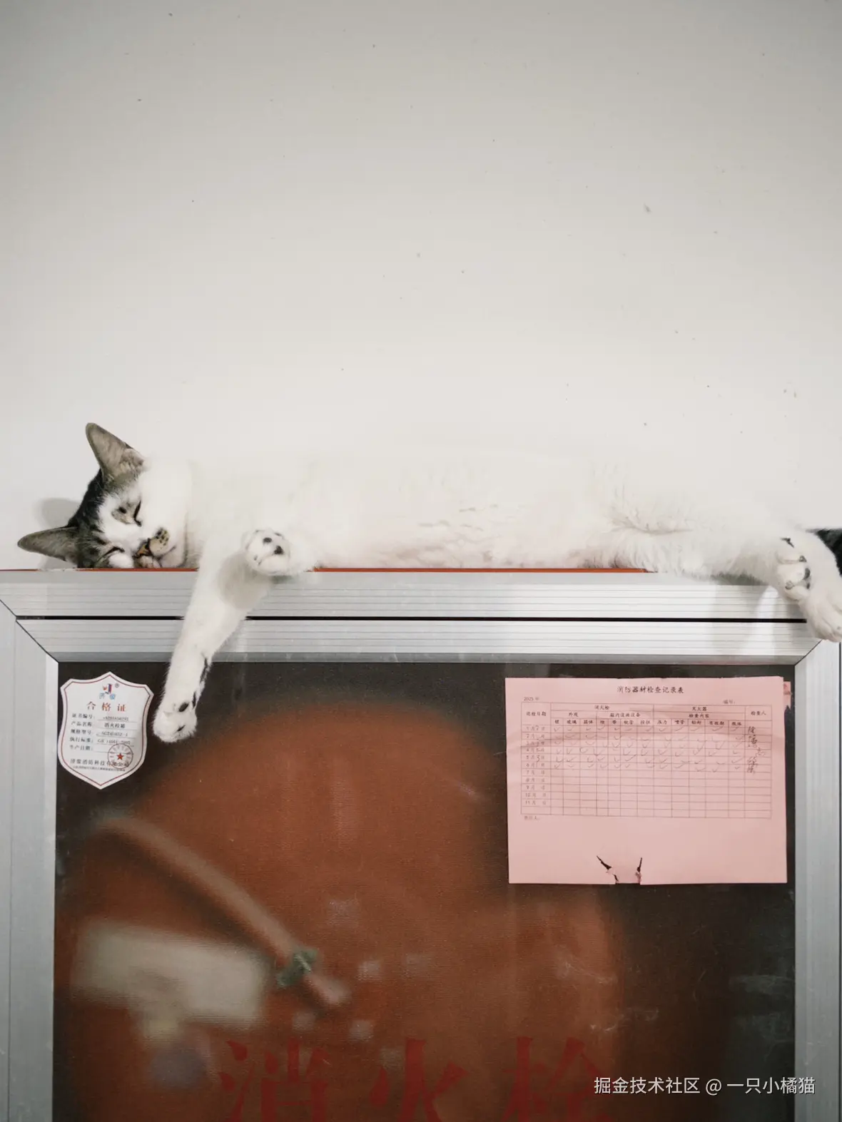 一只小橘猫于2025-06-29 23:08发布的图片