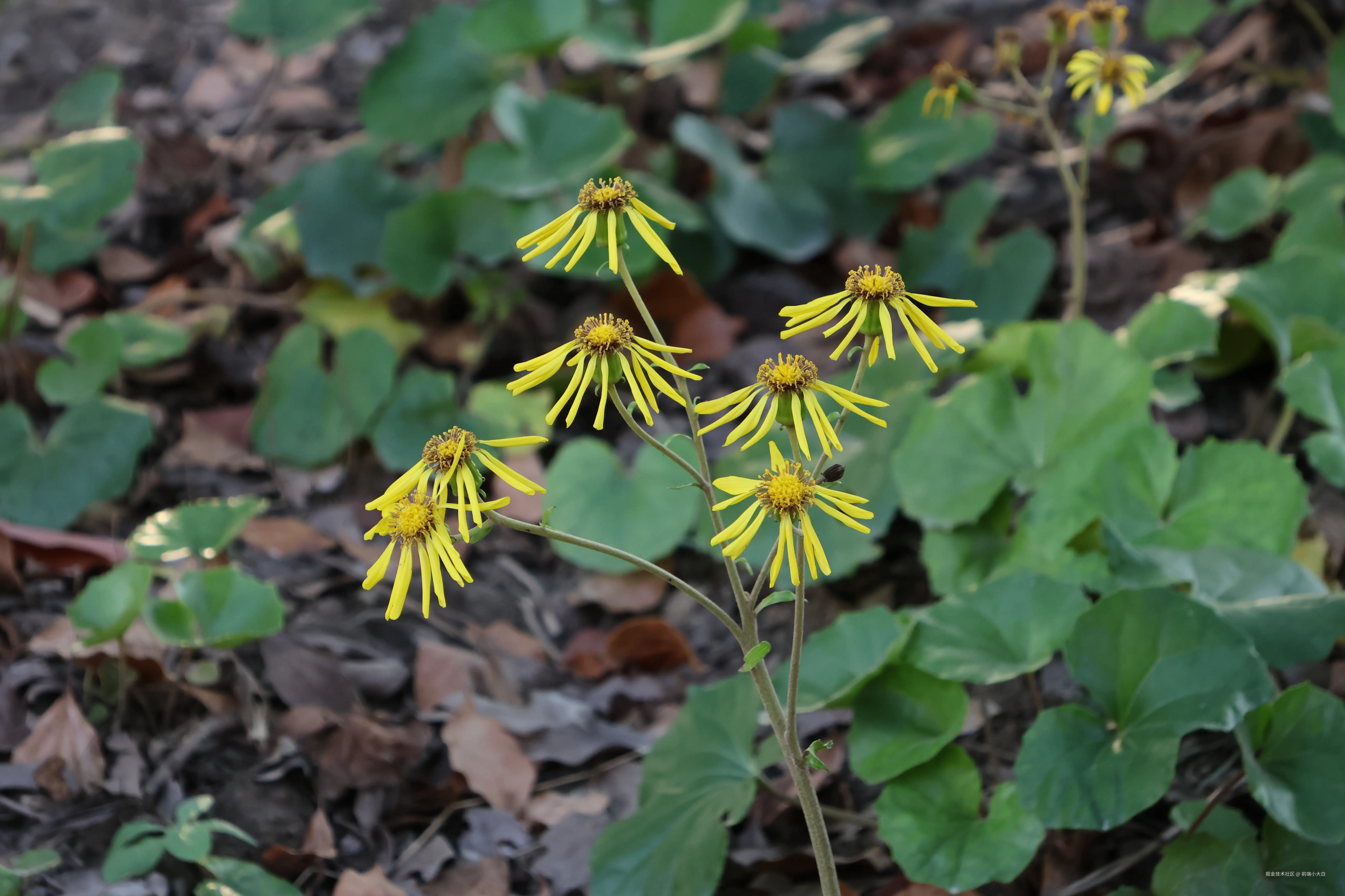 前端小大白于2025-01-09 14:38发布的图片