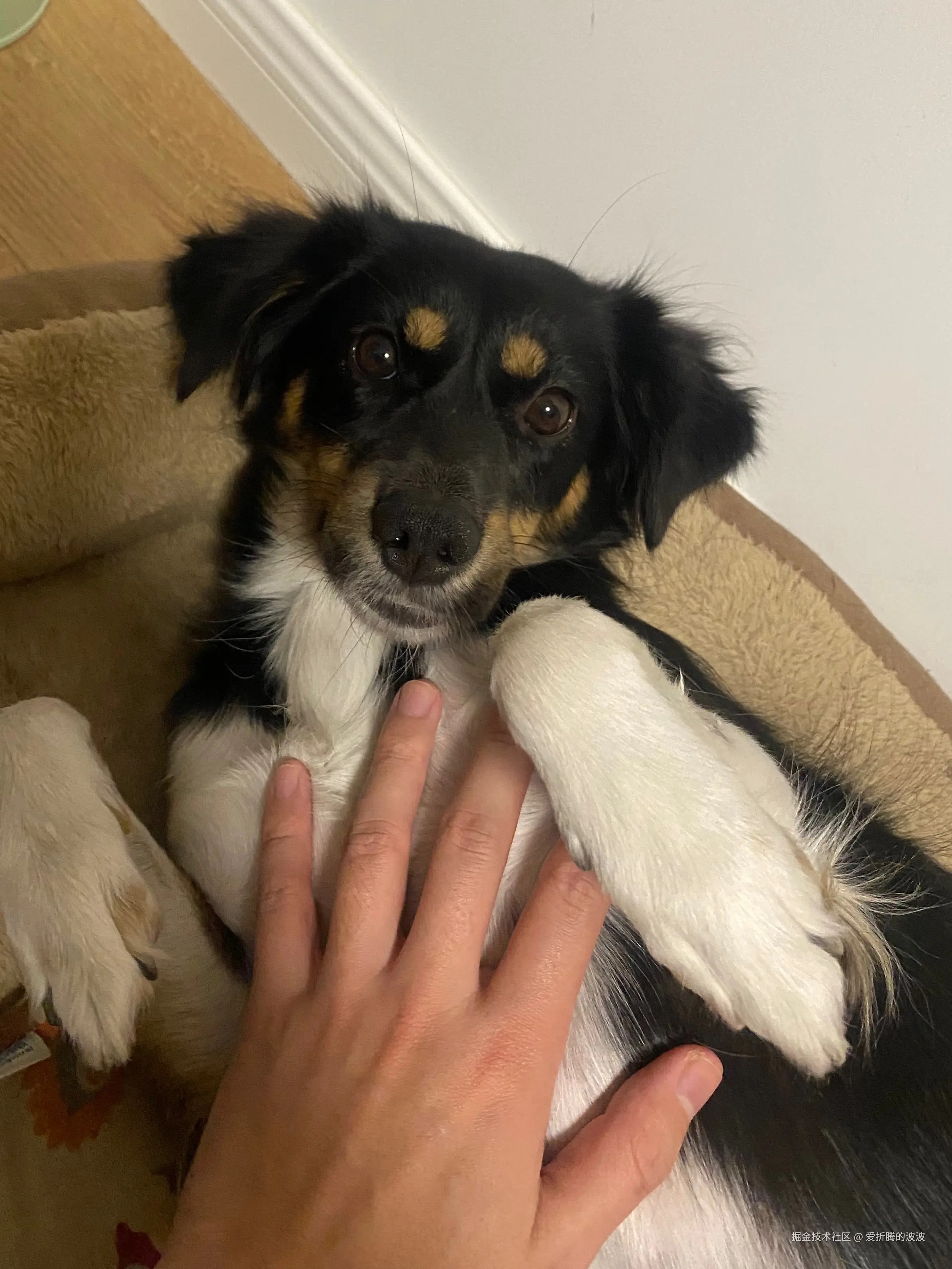 爱折腾的波波于2024-12-19 19:38发布的图片