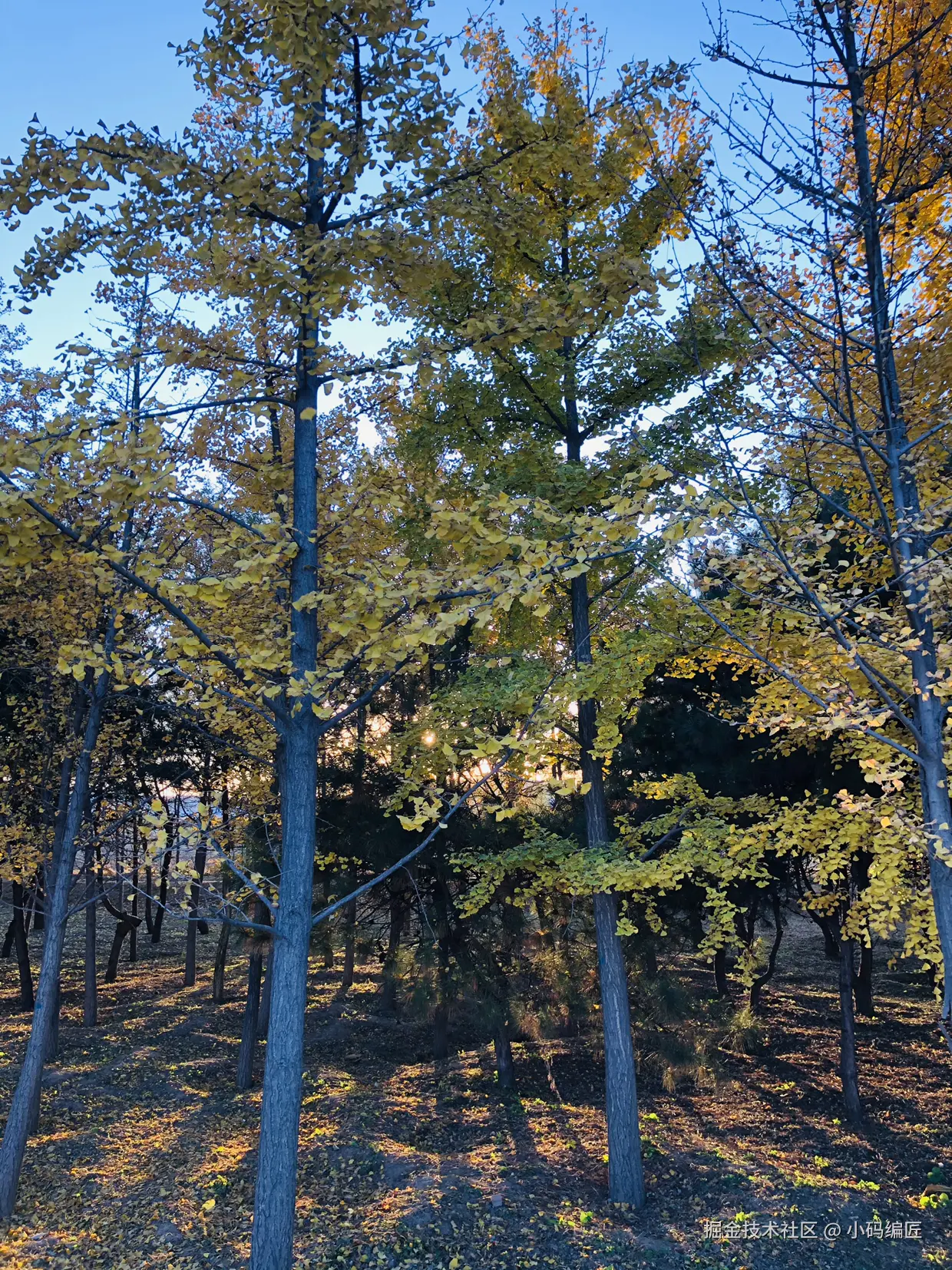 小码编匠于2024-11-05 11:56发布的图片