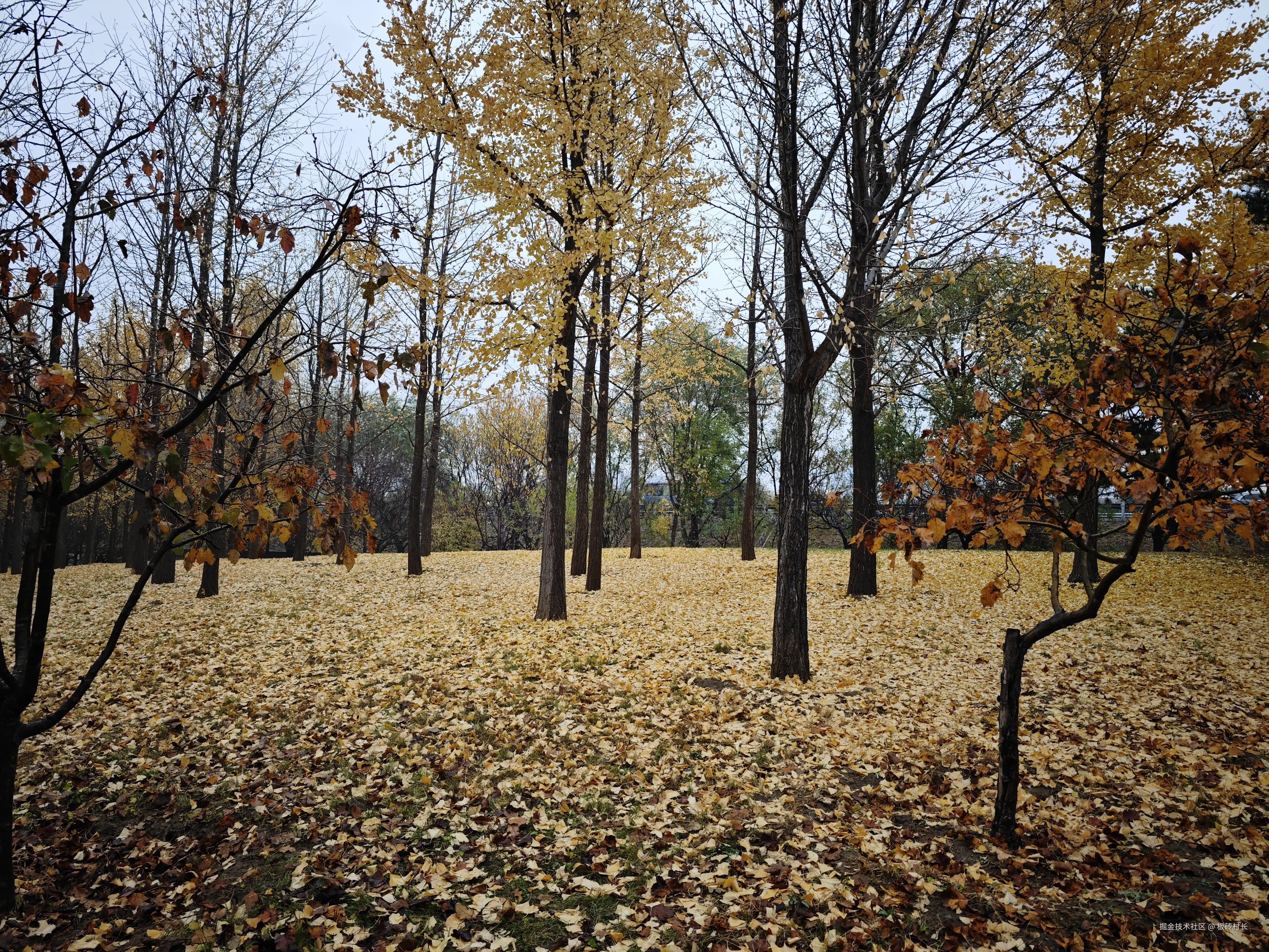 板砖村长于2024-11-14 11:12发布的图片