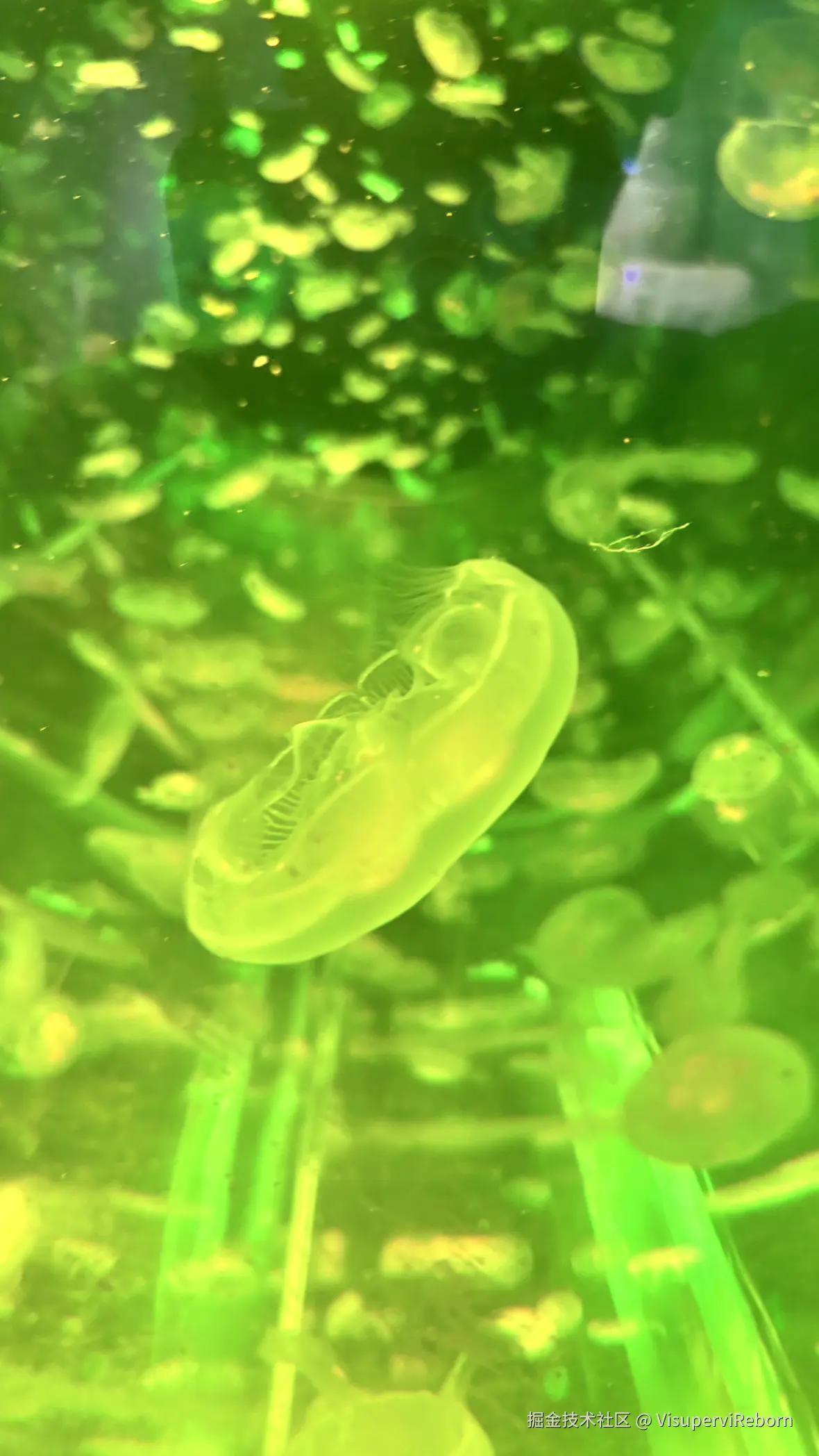 VisuperviReborn于2025-09-30 15:55发布的图片