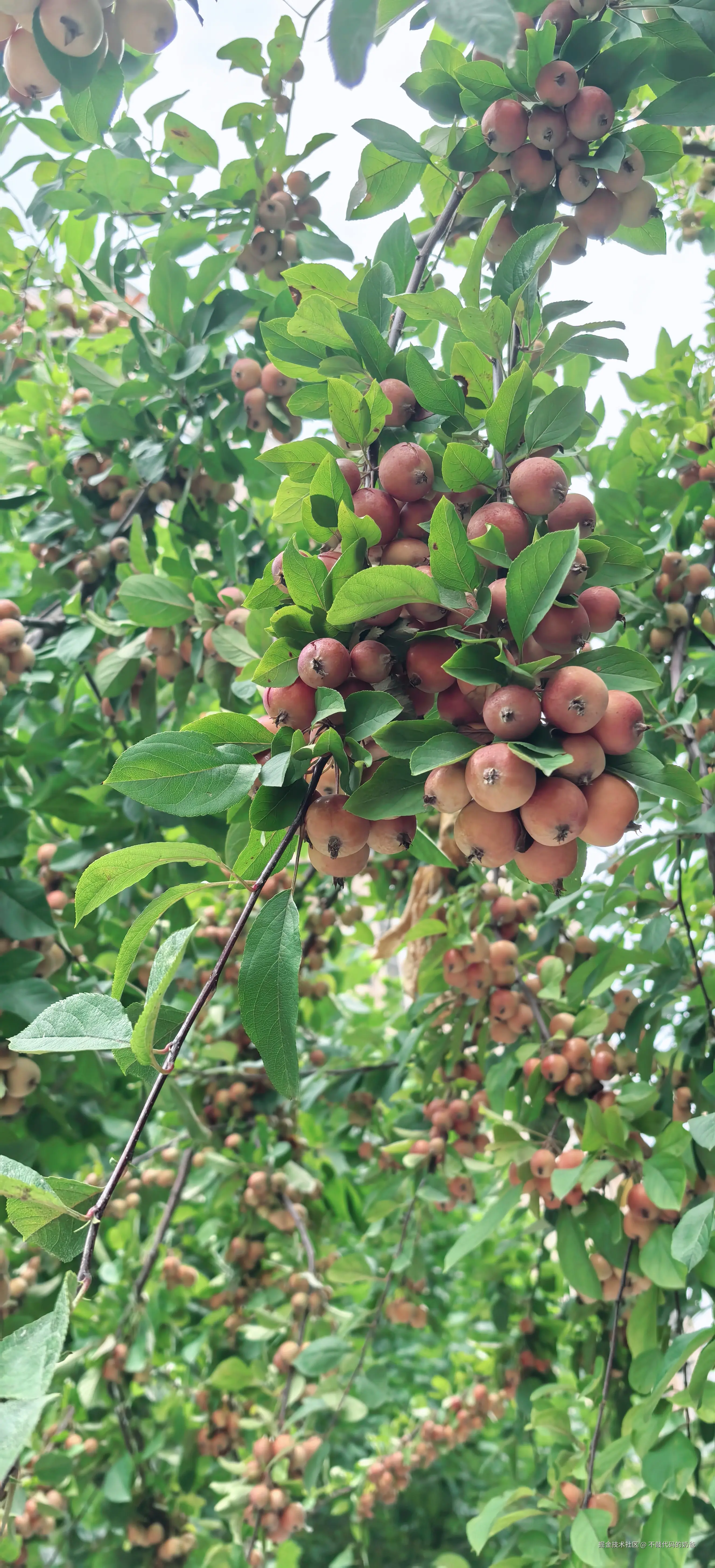 不敲代码的奶爸于2024-08-25 16:49发布的图片