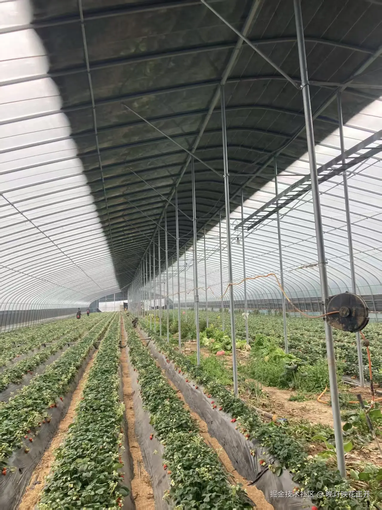 晚灯映花正开于2026-02-13 15:16发布的图片