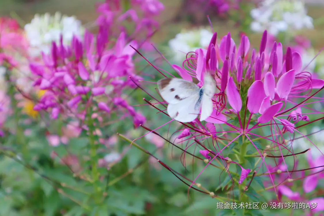 没有哆啦的A梦于2025-03-27 13:46发布的图片