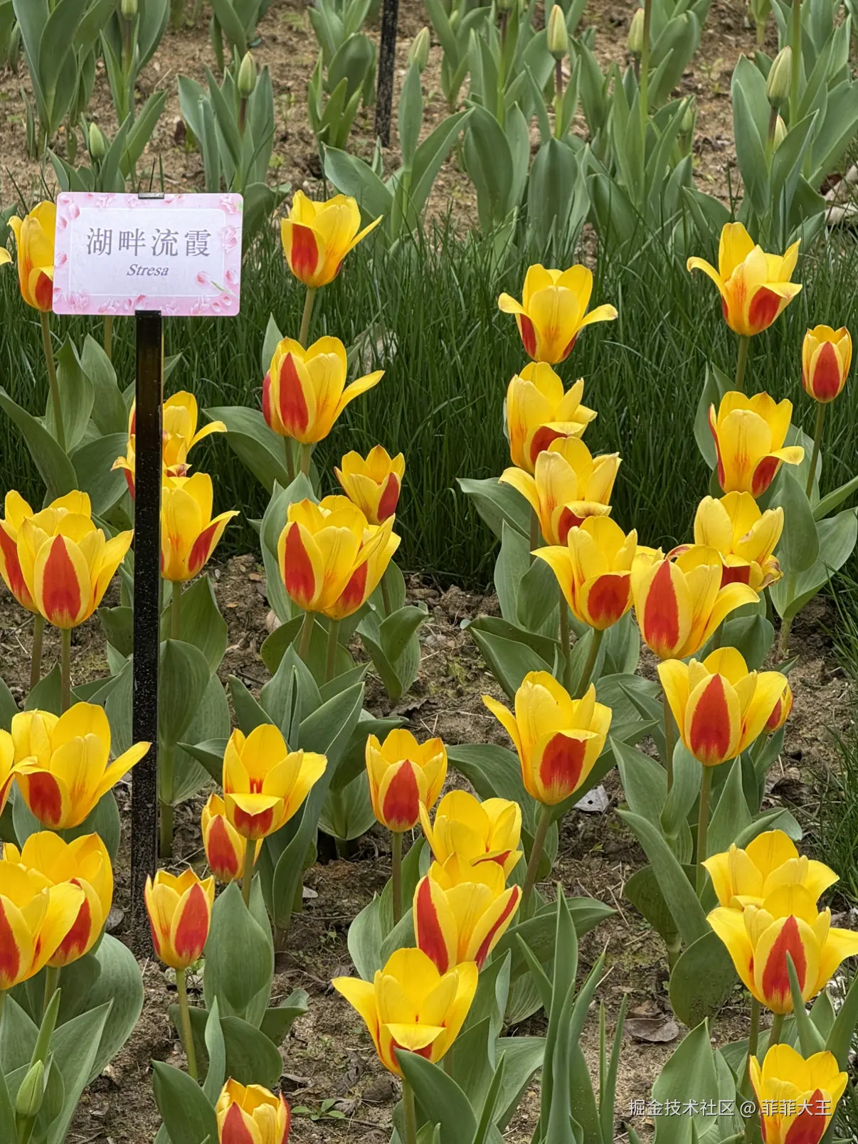 菲菲大王于2026-03-09 10:13发布的图片