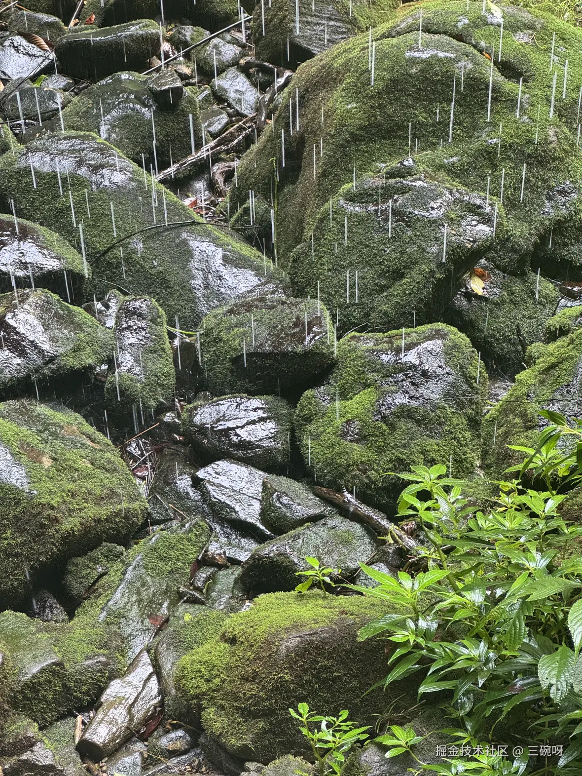 三碗呀于2025-08-18 09:50发布的图片