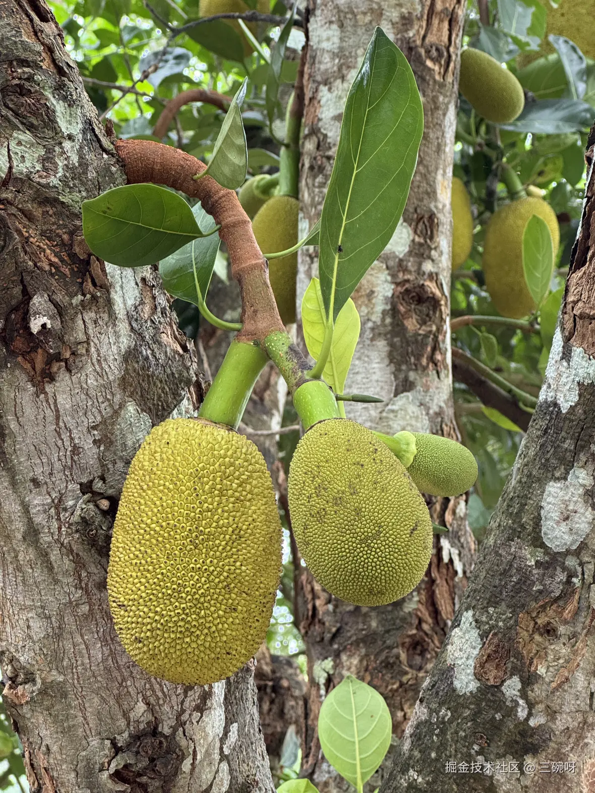 三碗呀于2024-12-16 10:36发布的图片