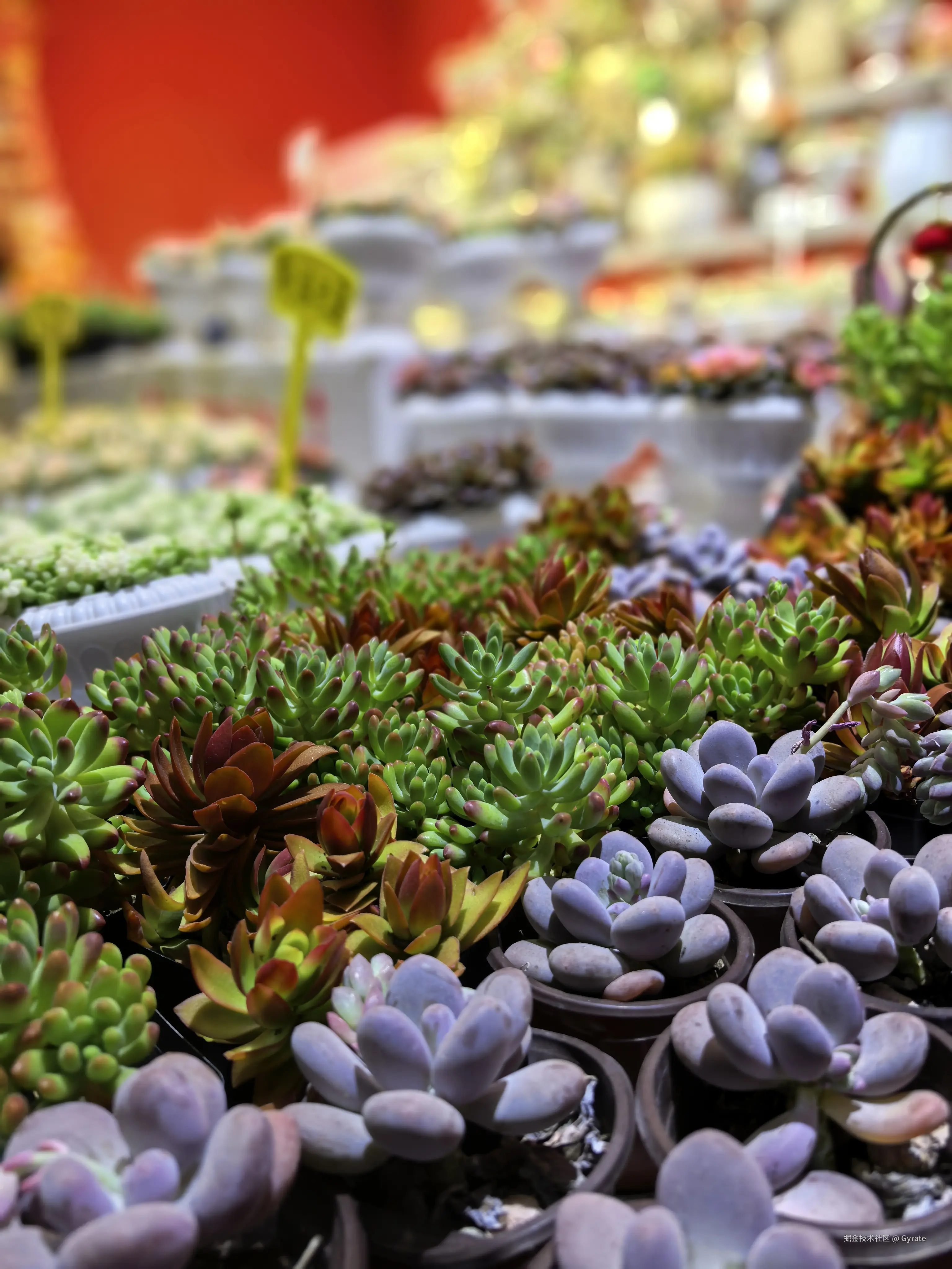 Gyrate于2026-02-13 09:58发布的图片