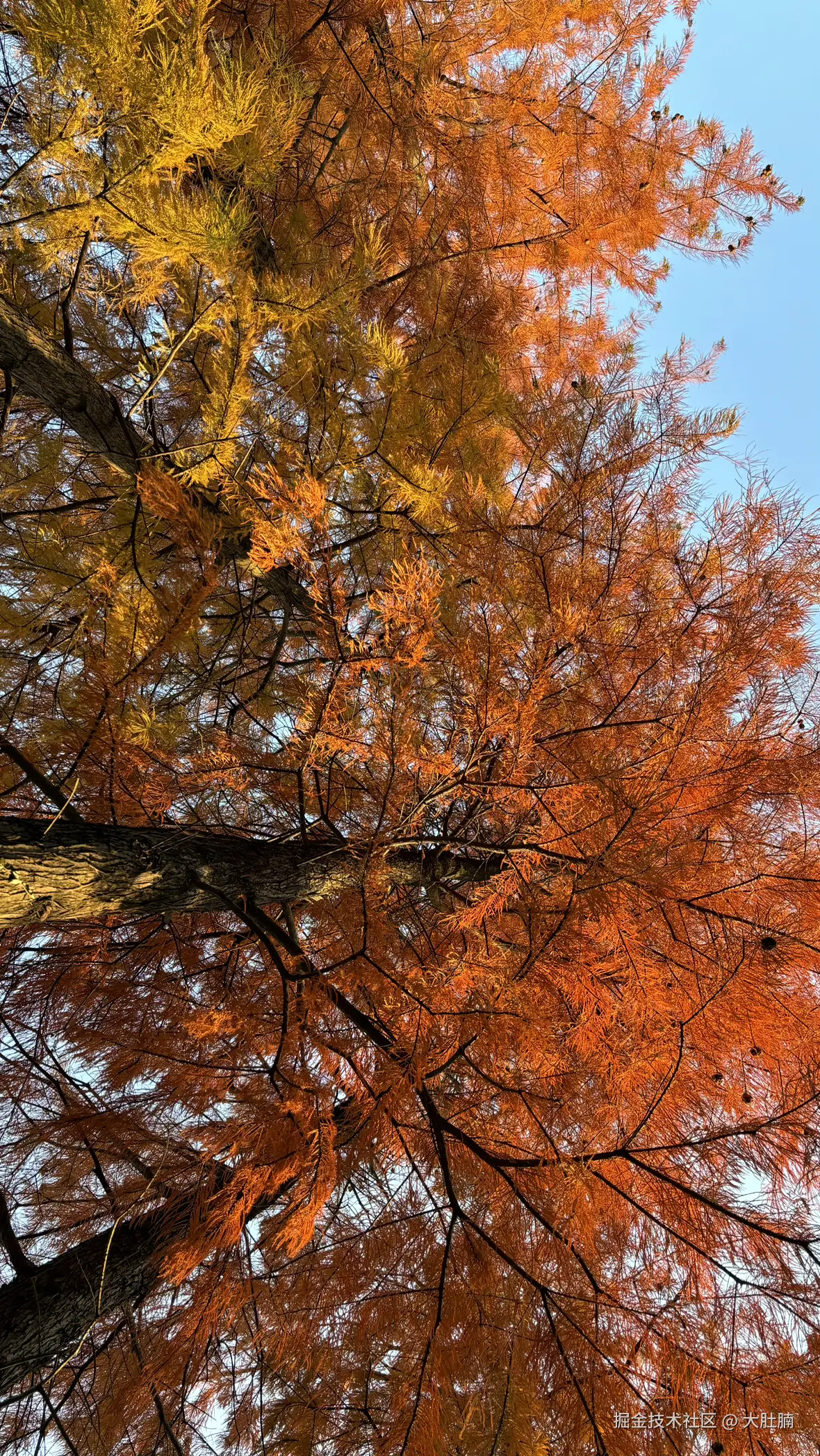 大肚腩于2025-12-08 09:23发布的图片