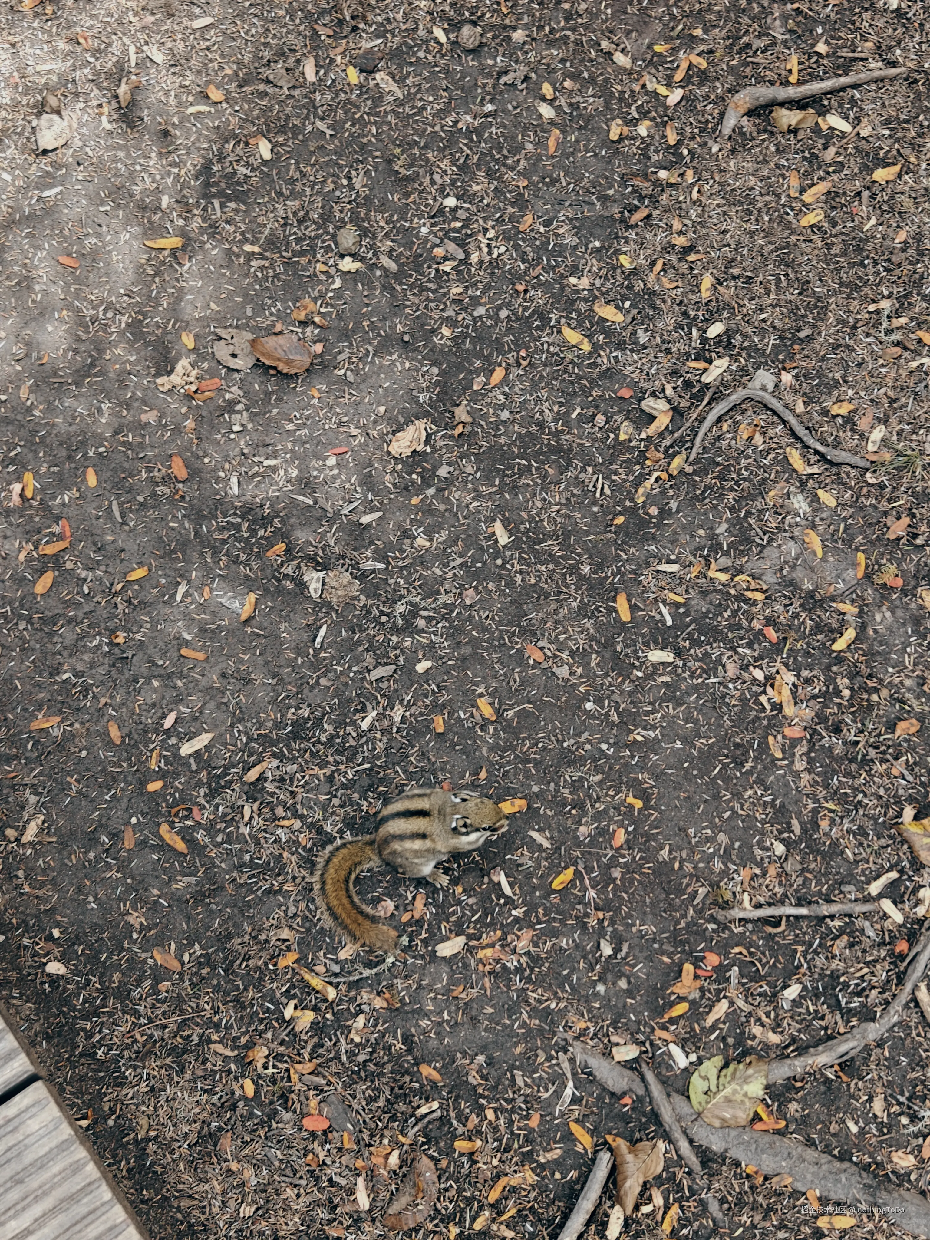 nothingToDo于2025-04-10 15:10发布的图片