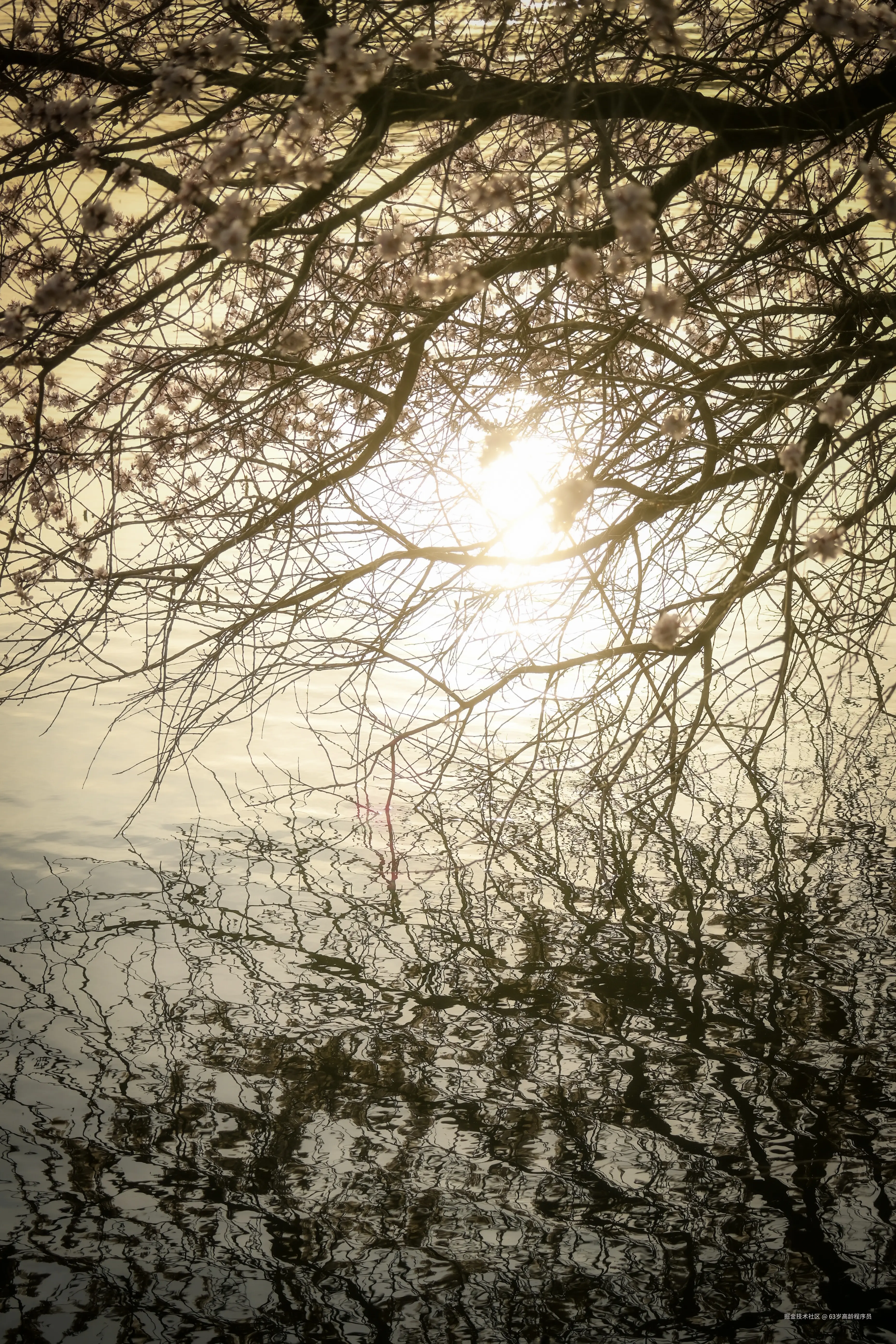 63岁高龄程序员于2026-03-23 16:32发布的图片