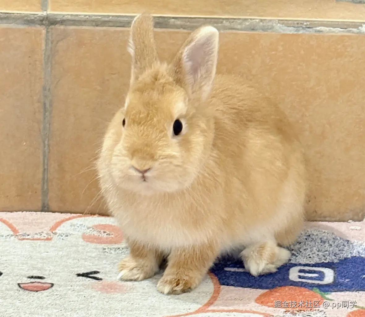 pp同学于2026-01-19 15:16发布的图片