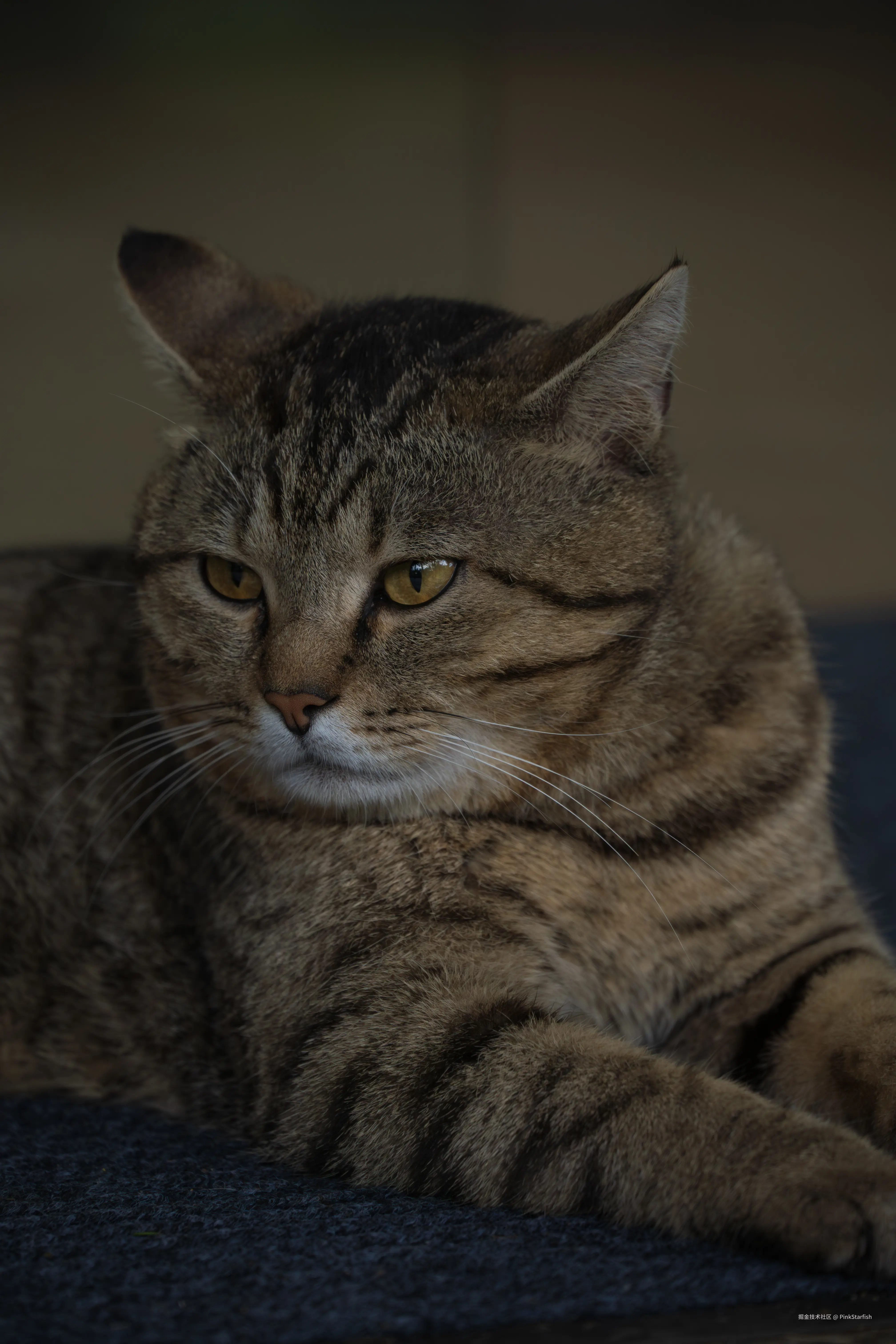 PinkStarfish于2025-07-09 14:25发布的图片