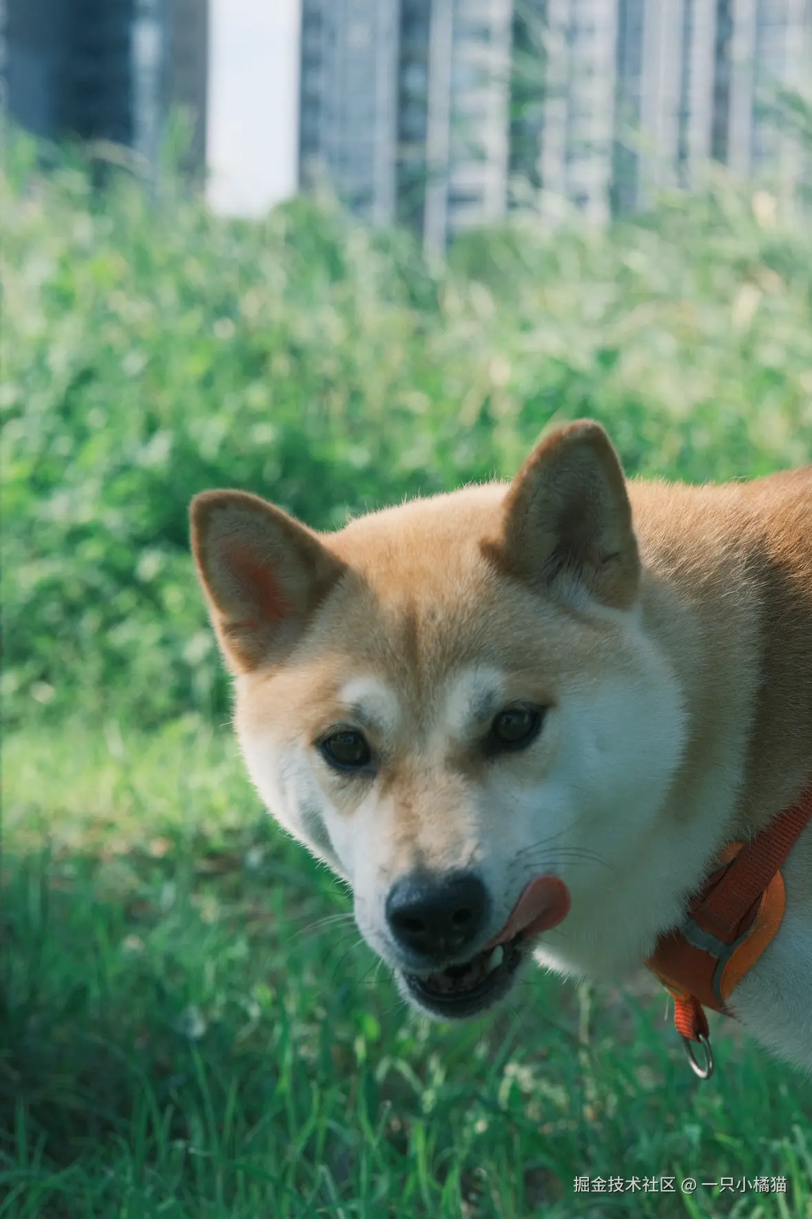 一只小橘猫于2025-08-07 15:55发布的图片