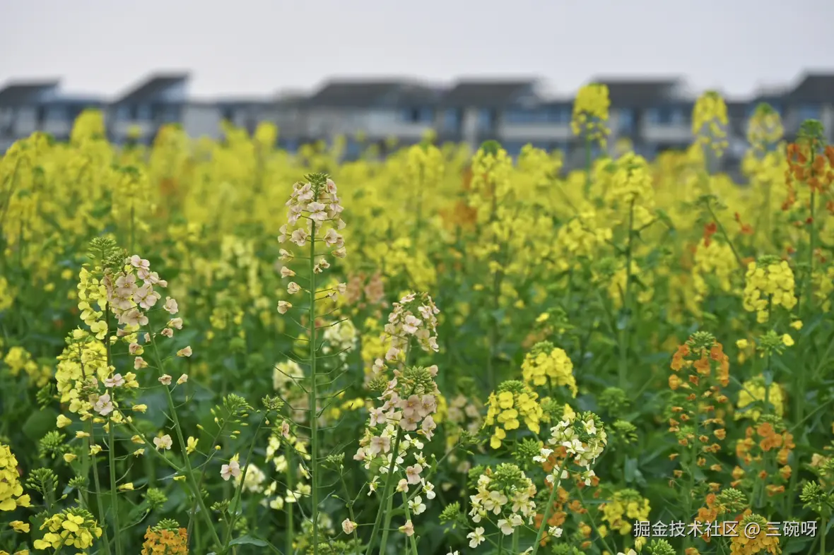 三碗呀于2025-03-10 14:21发布的图片