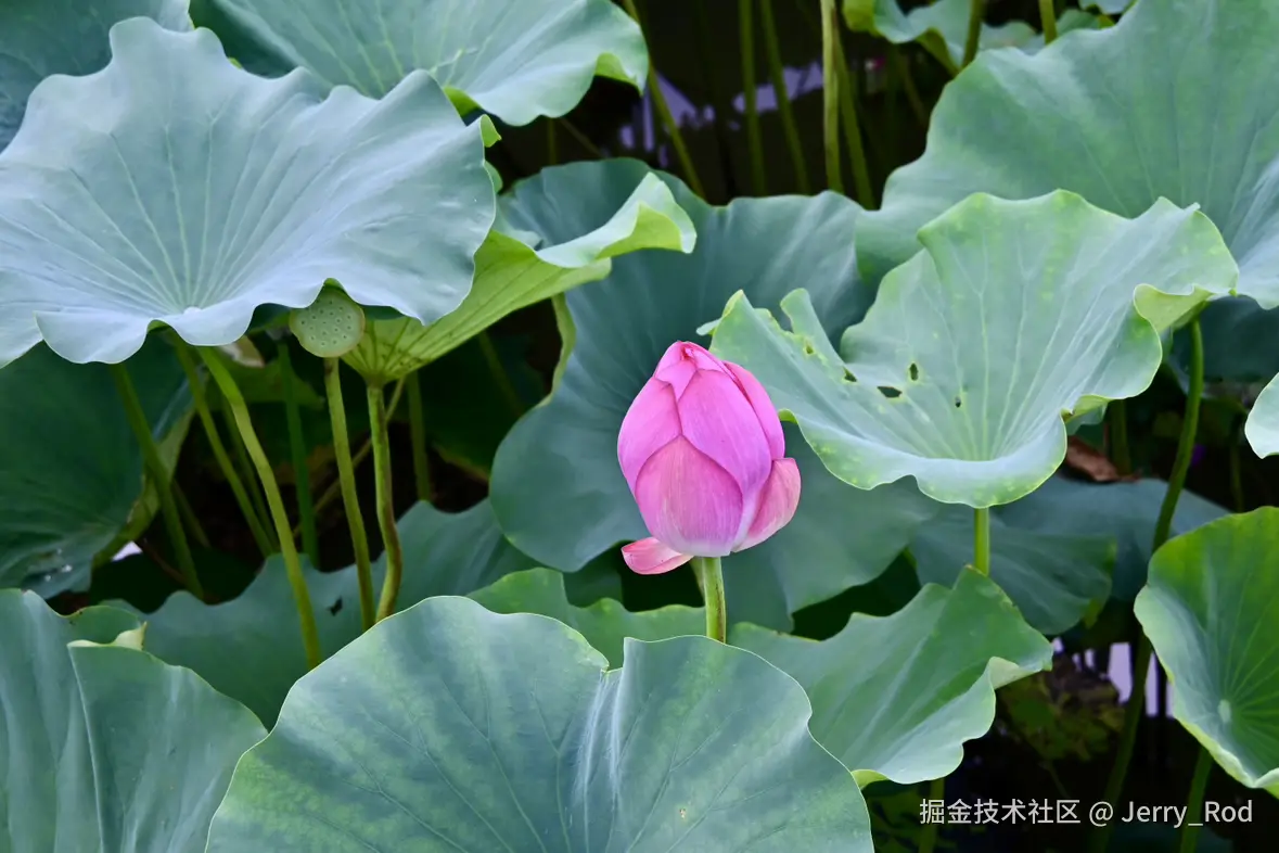 Jerry_Rod于2025-07-21 10:37发布的图片