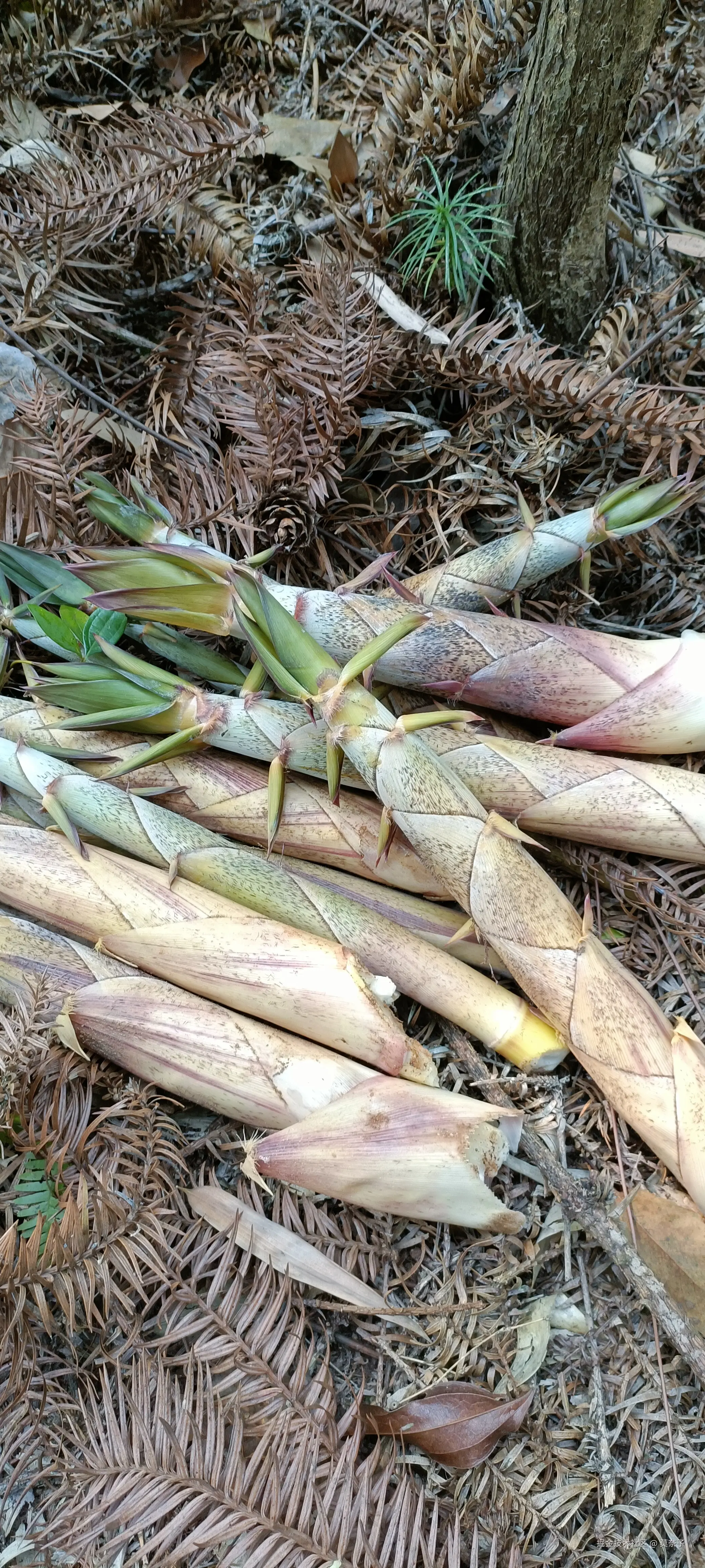 莫奈子于2025-03-27 08:17发布的图片