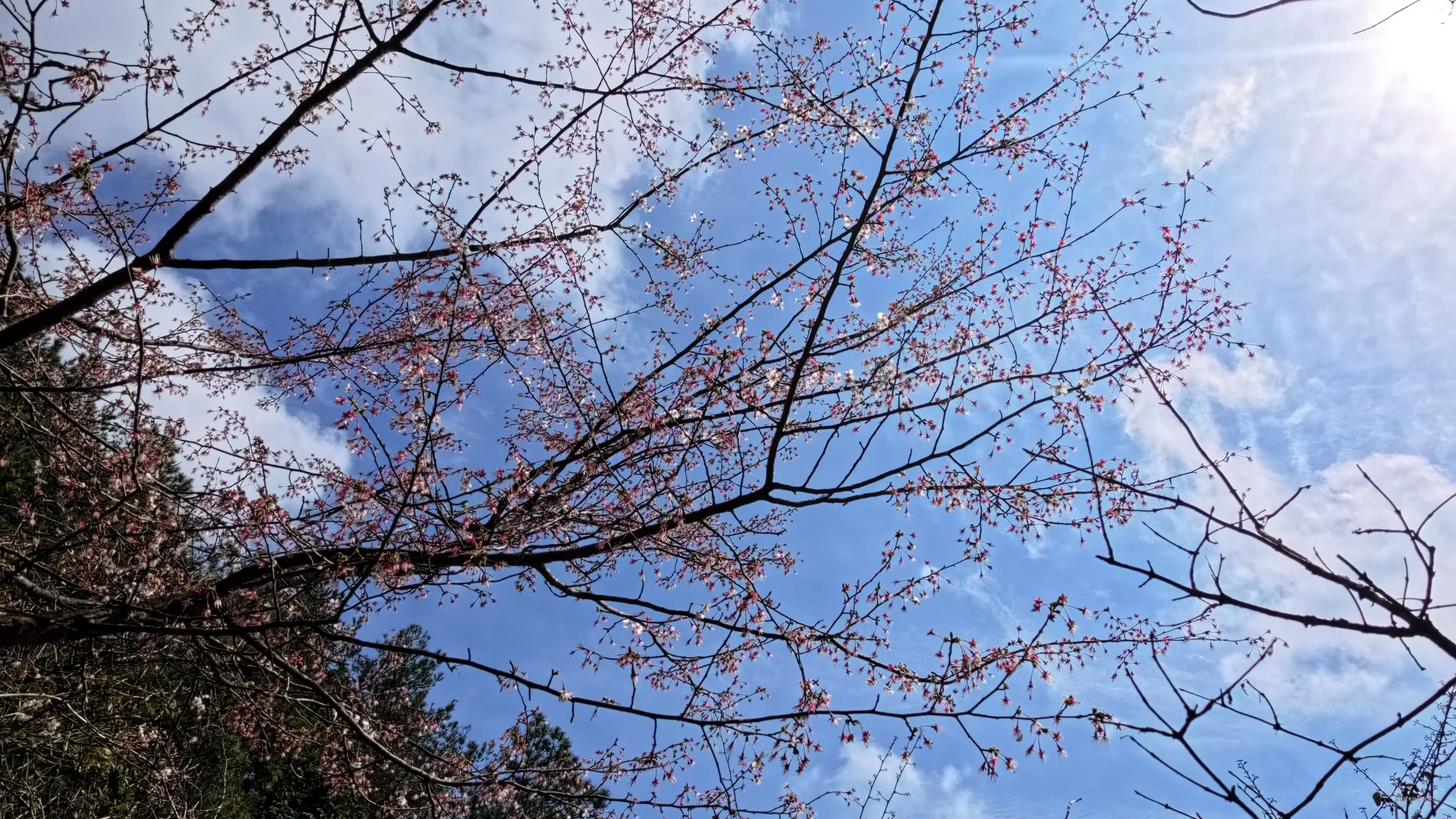 南方s于2026-03-30 10:38发布的图片