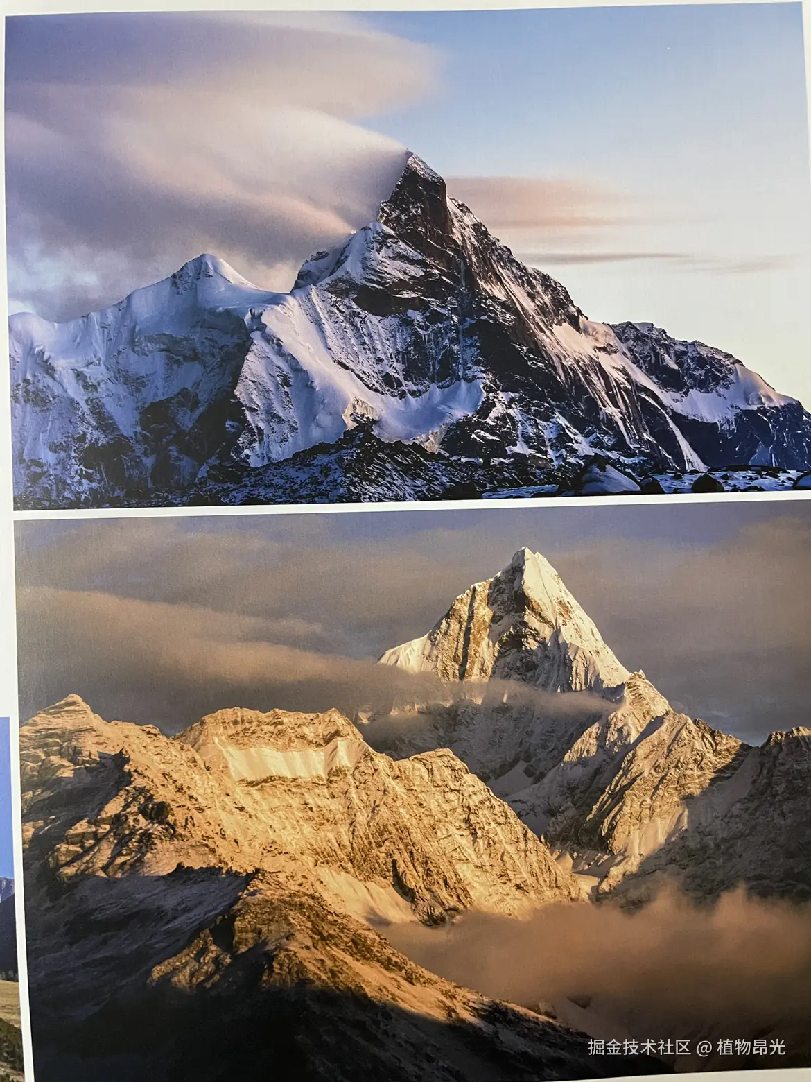 植物昂光于2026-03-16 20:38发布的图片