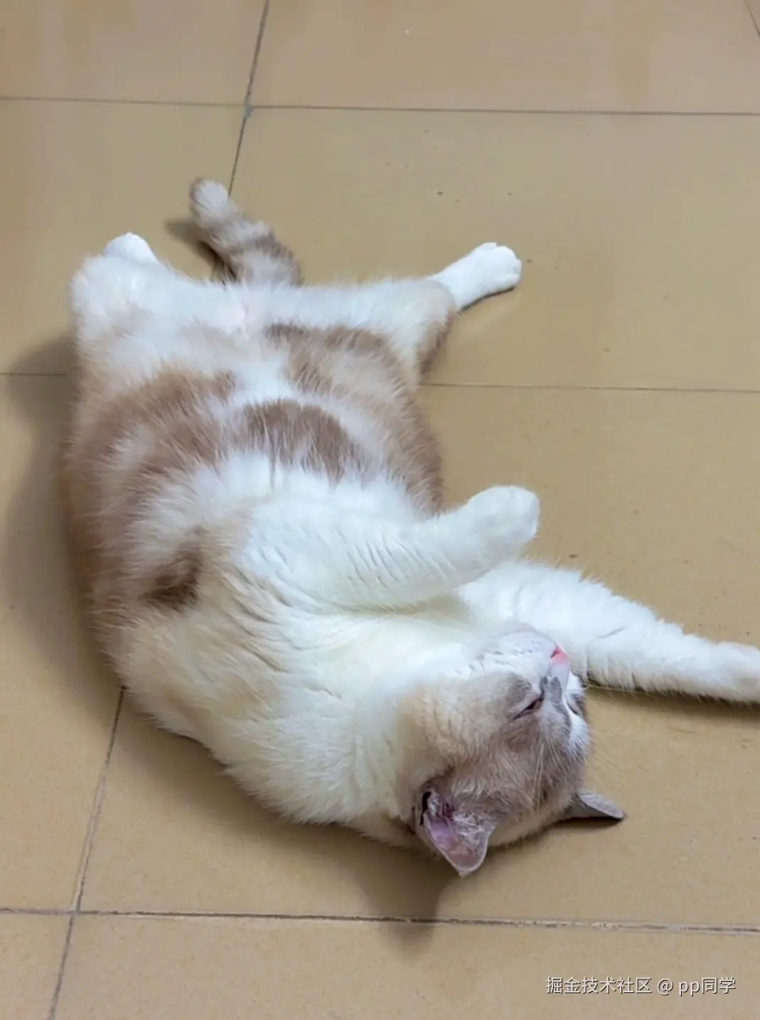 pp同学于2026-04-13 20:36发布的图片