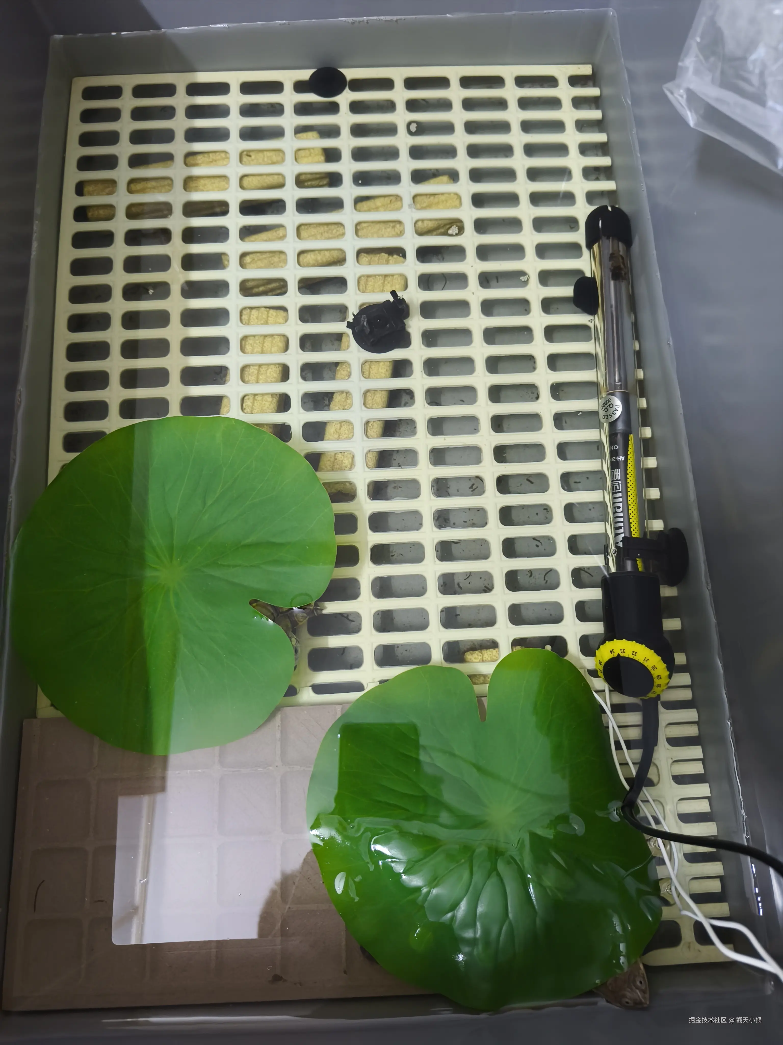 翻天小猴于2025-03-04 23:57发布的图片