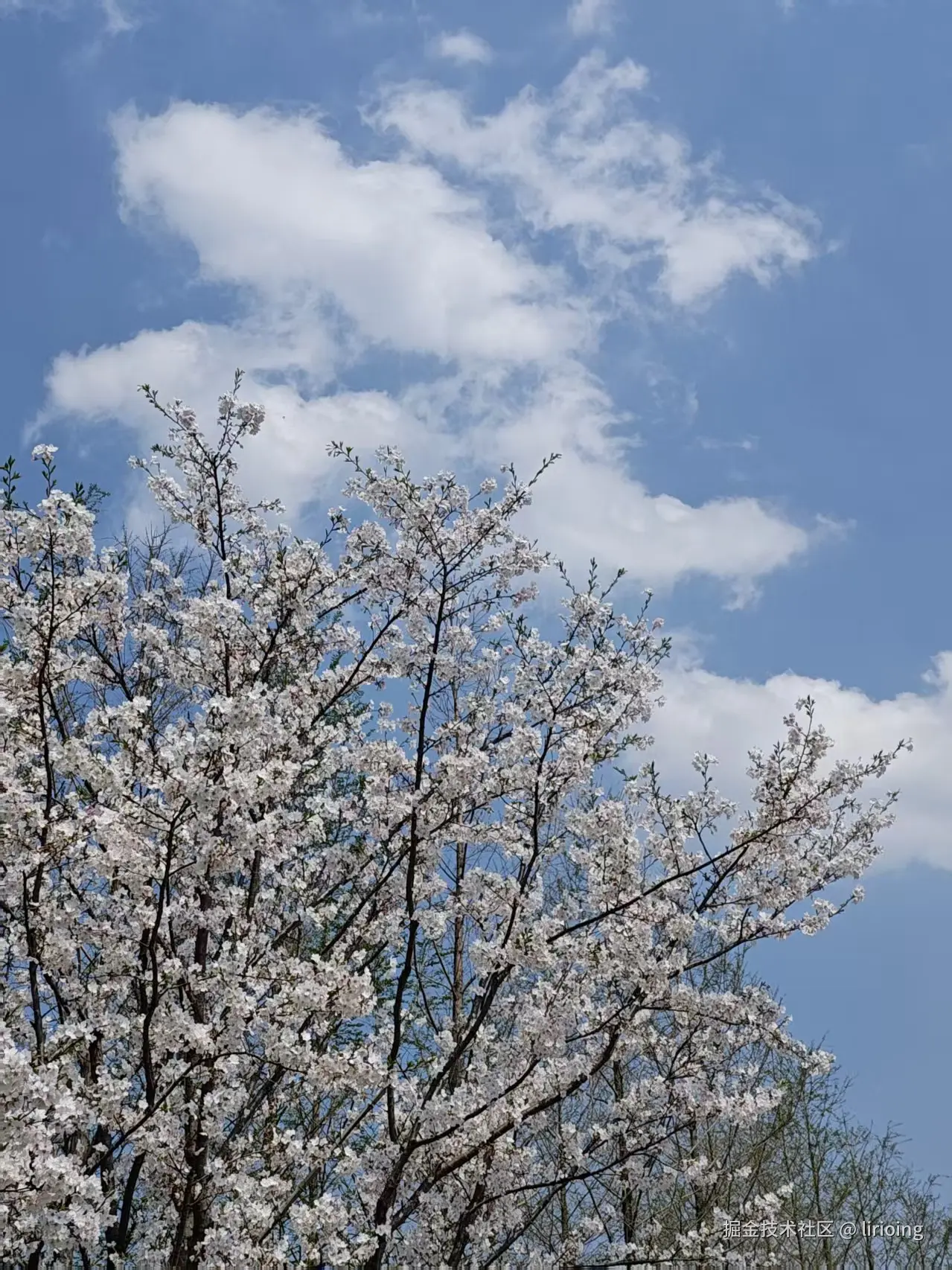 lirioing于2026-03-30 11:21发布的图片