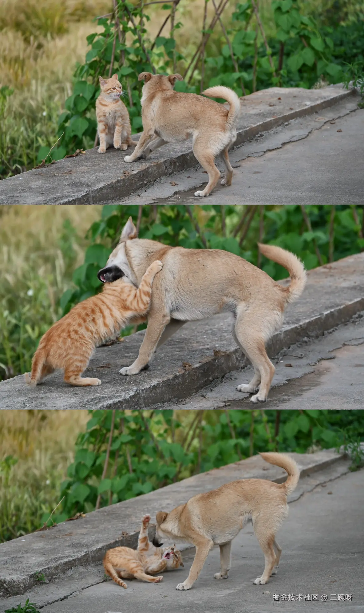 三碗呀于2025-05-12 09:39发布的图片