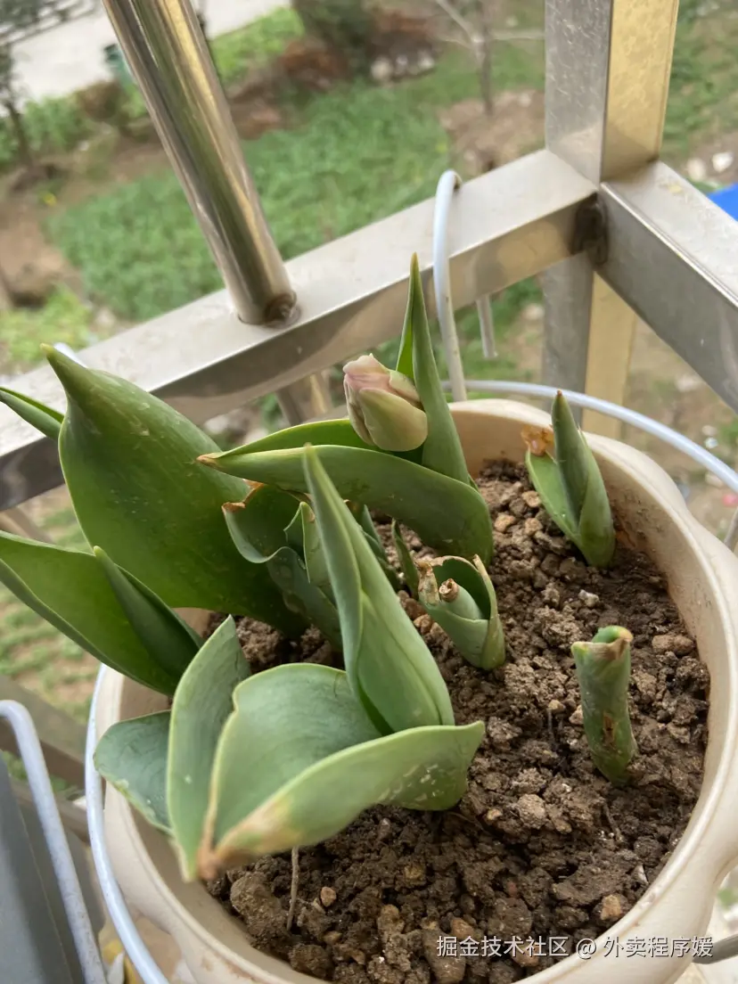 外卖程序媛于2026-03-25 09:30发布的图片