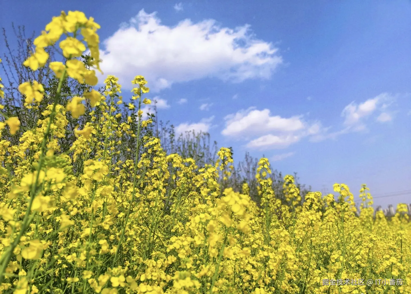 IT小番茄于2026-04-04 17:46发布的图片