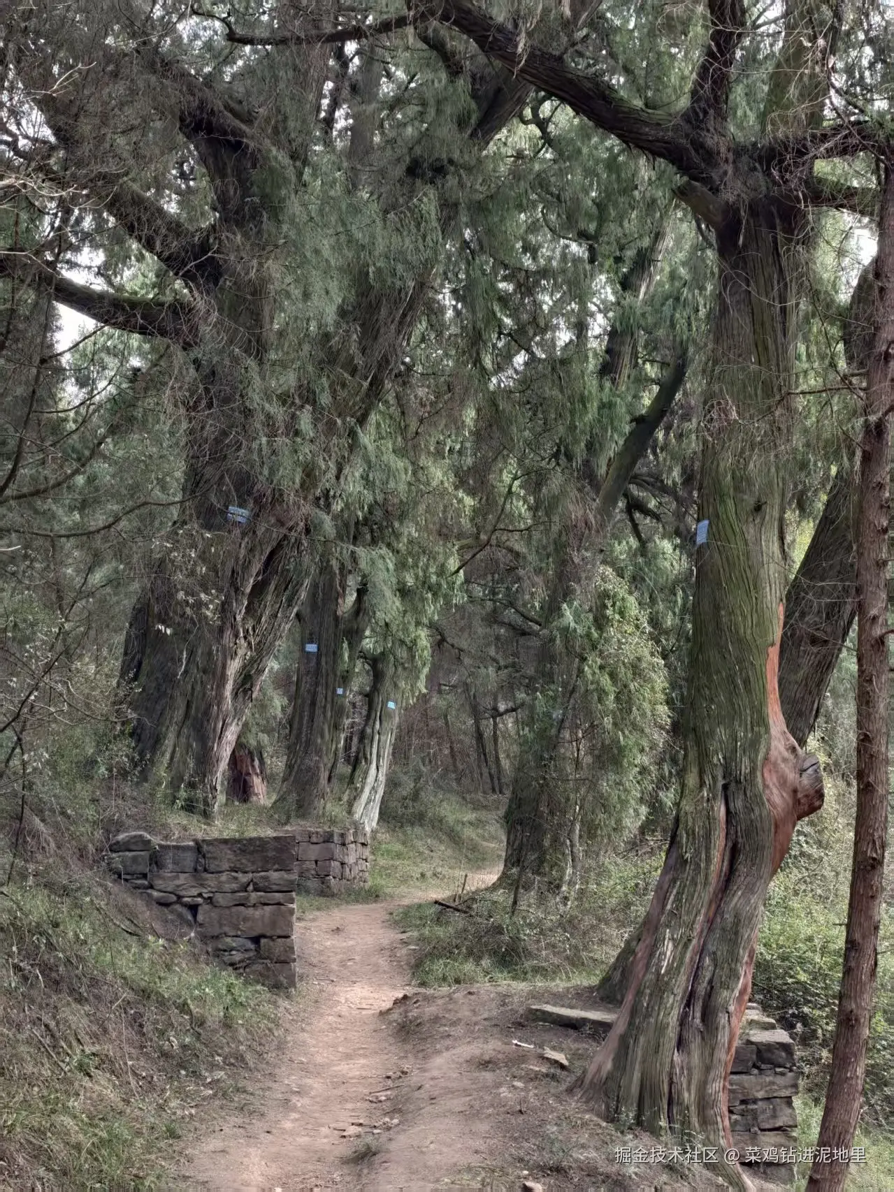 菜鸡钻进泥地里于2026-02-02 09:29发布的图片