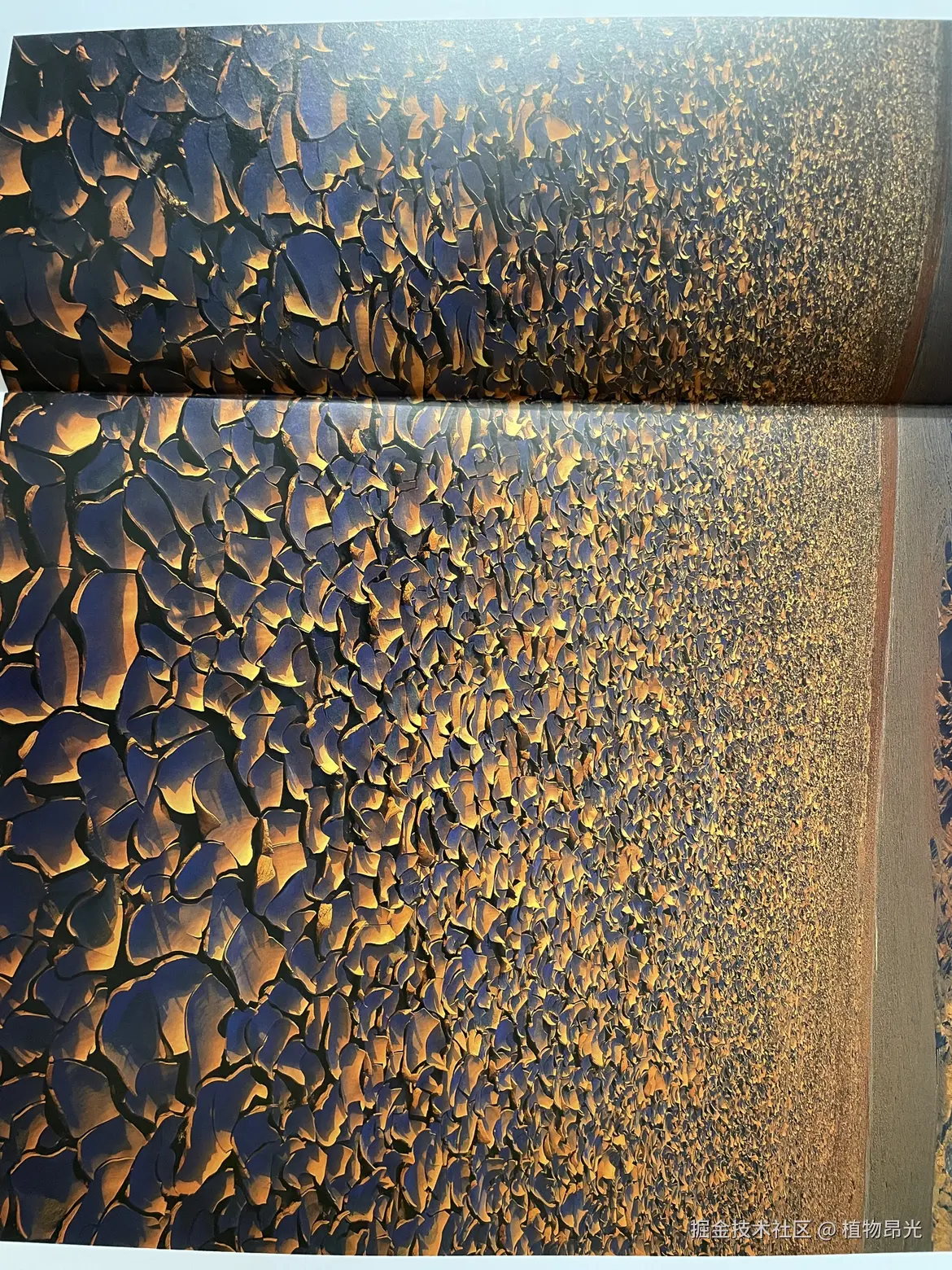 植物昂光于2026-03-23 20:07发布的图片