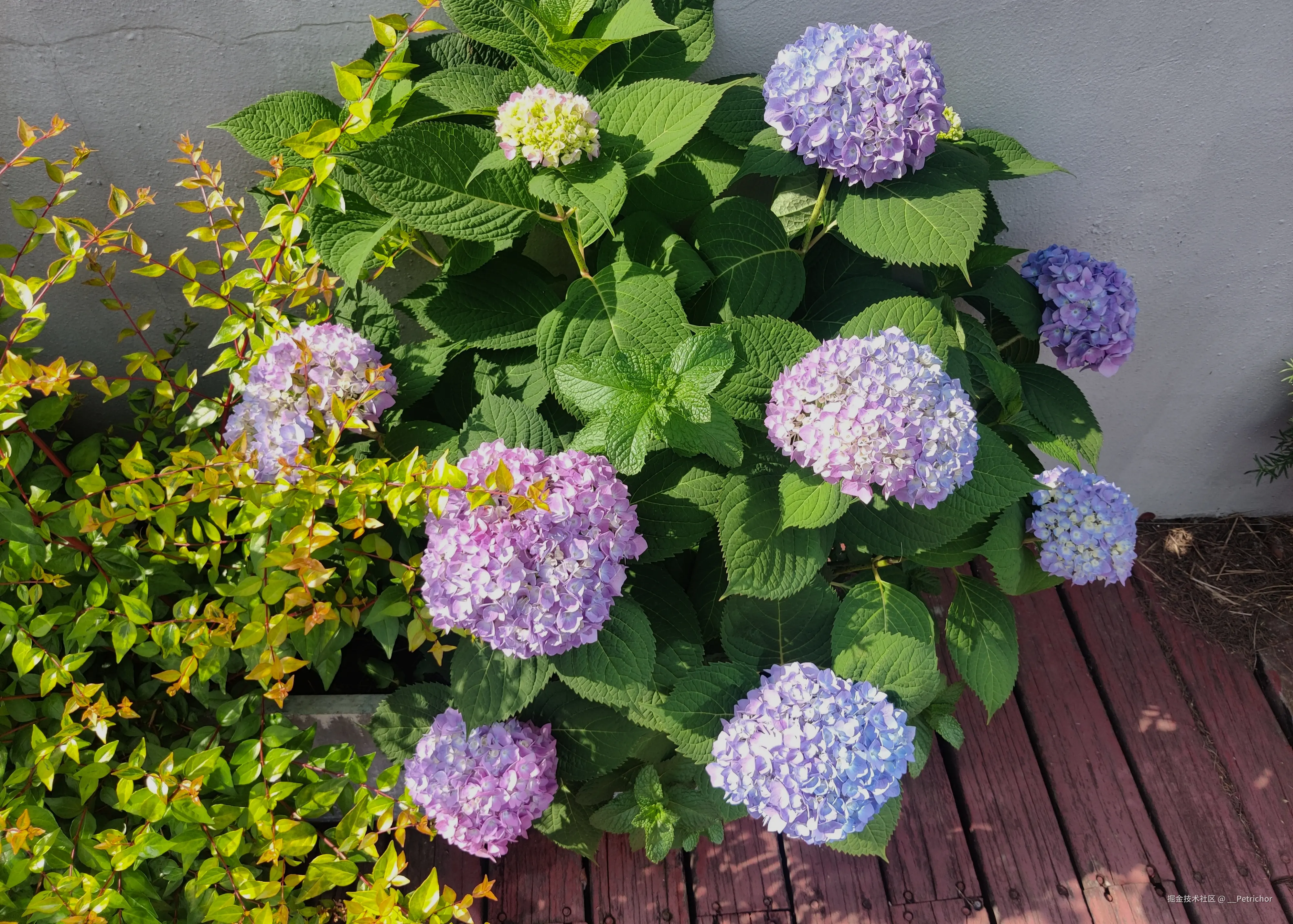 __Petrichor于2025-05-13 09:07发布的图片