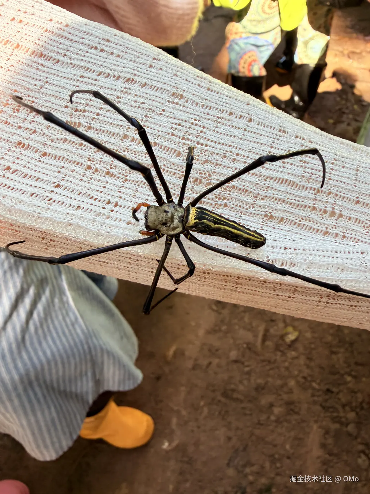 OMo于2026-01-22 11:03发布的图片