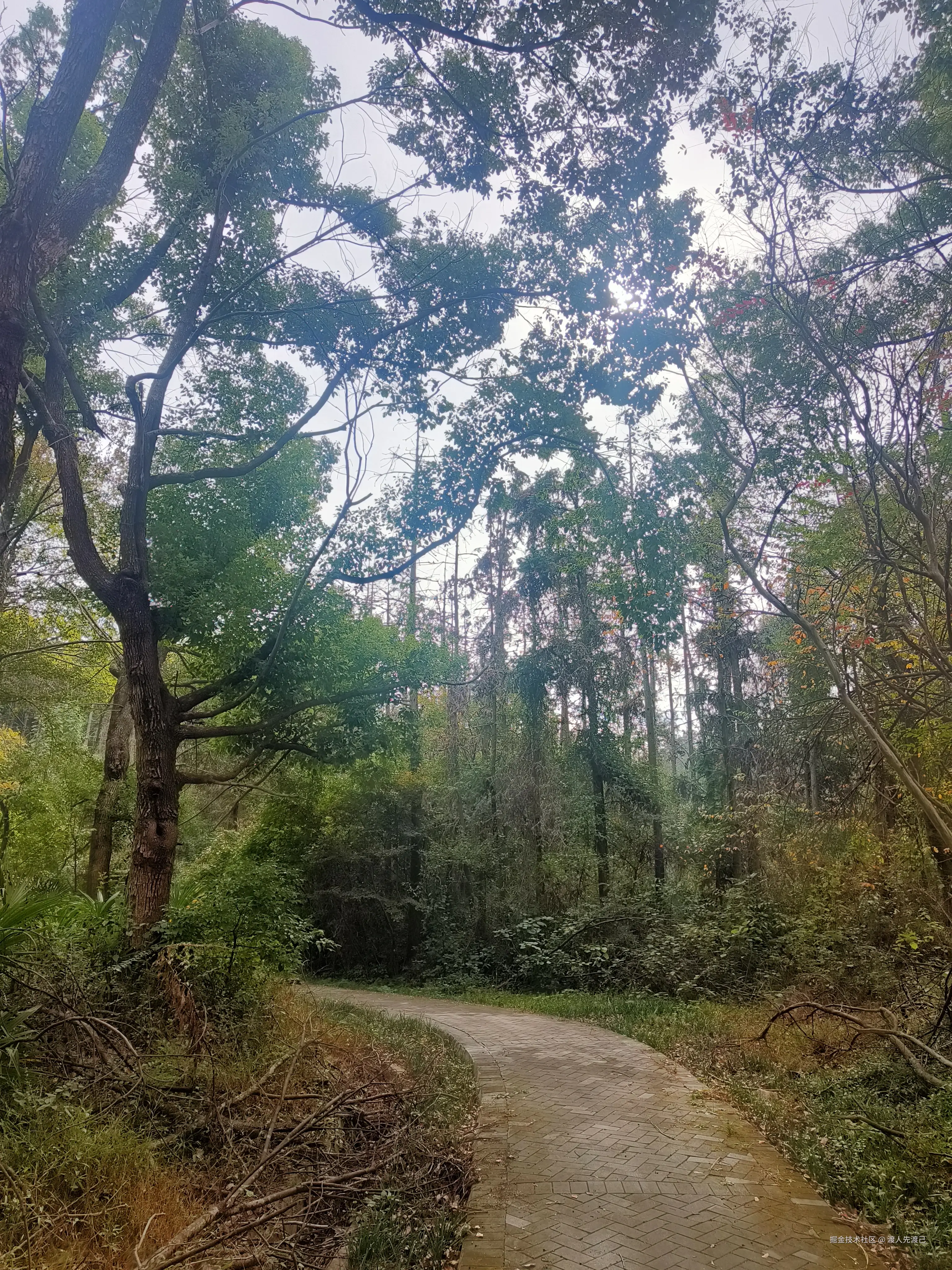 渡人先渡己于2024-11-11 11:10发布的图片