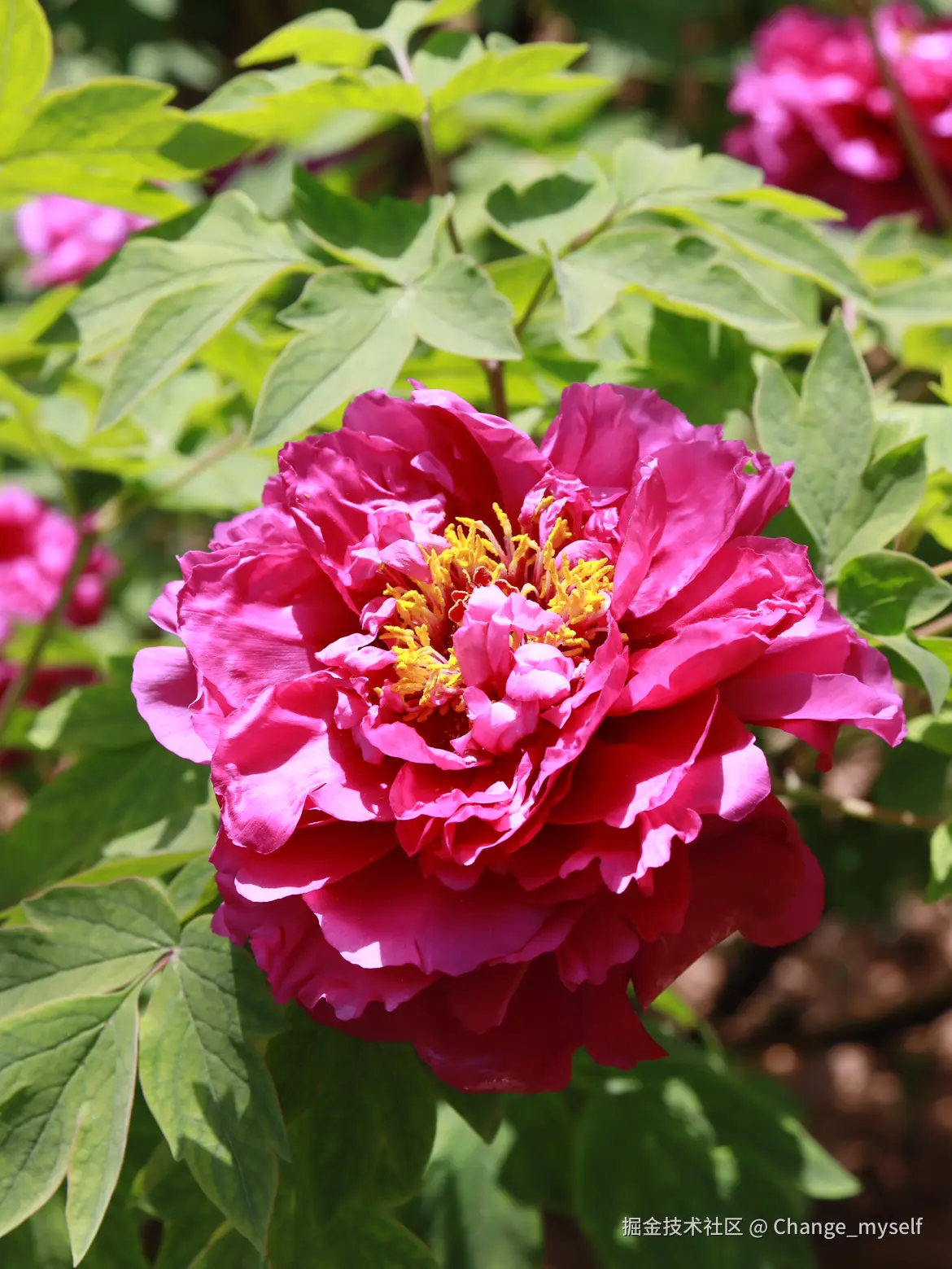 Change_myself于2025-04-07 14:42发布的图片