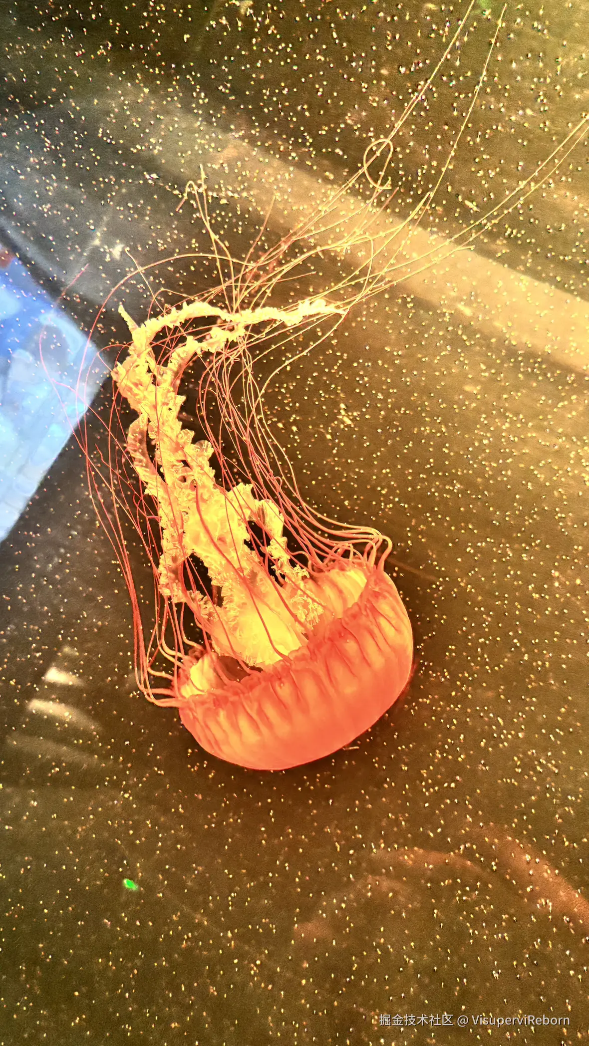 VisuperviReborn于2025-09-30 15:55发布的图片